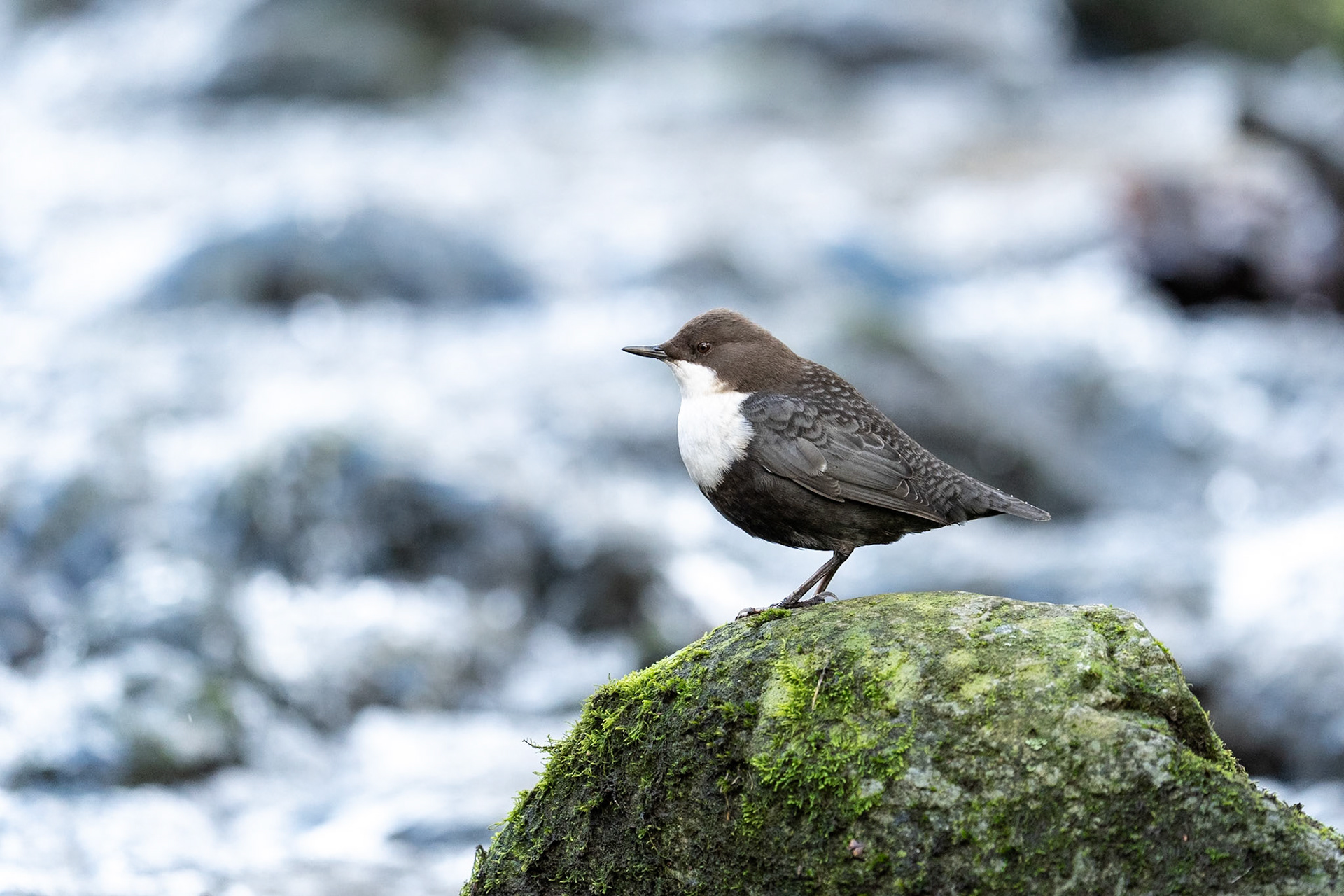 Strömstare / White-throated Dipper, Jordbodalen 2023