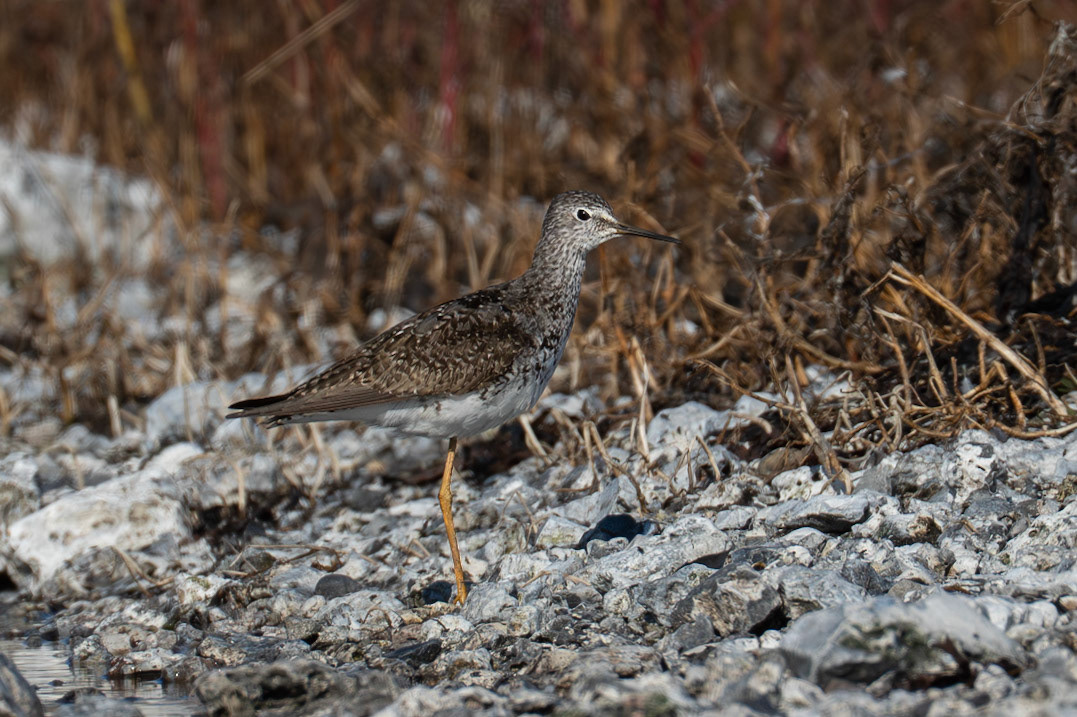 Mindre gulbena / Lesser Yellowlegs, Stavstensudde 2025