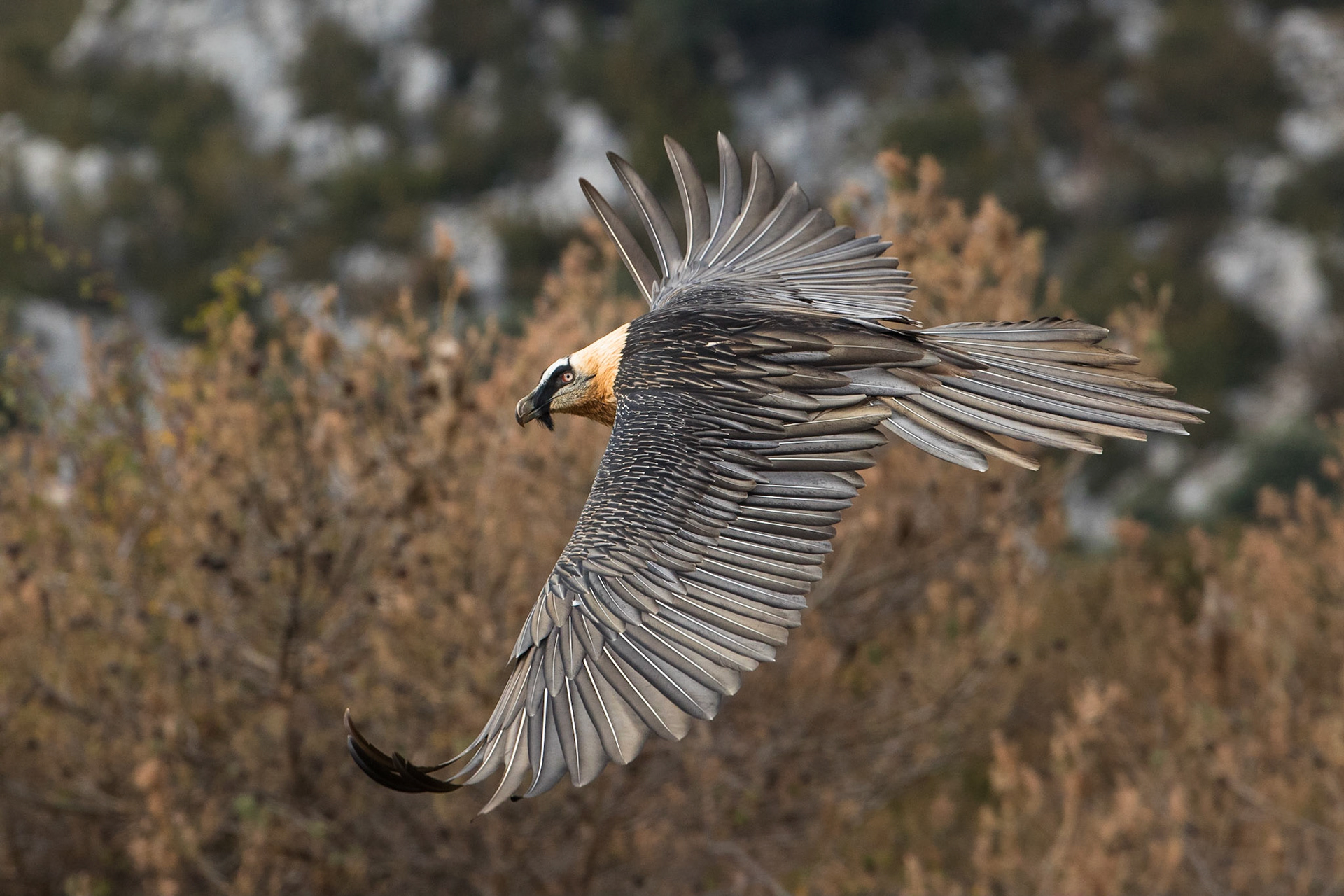 Lammgam / Bearded Vulture, Boumort Spanien 2017