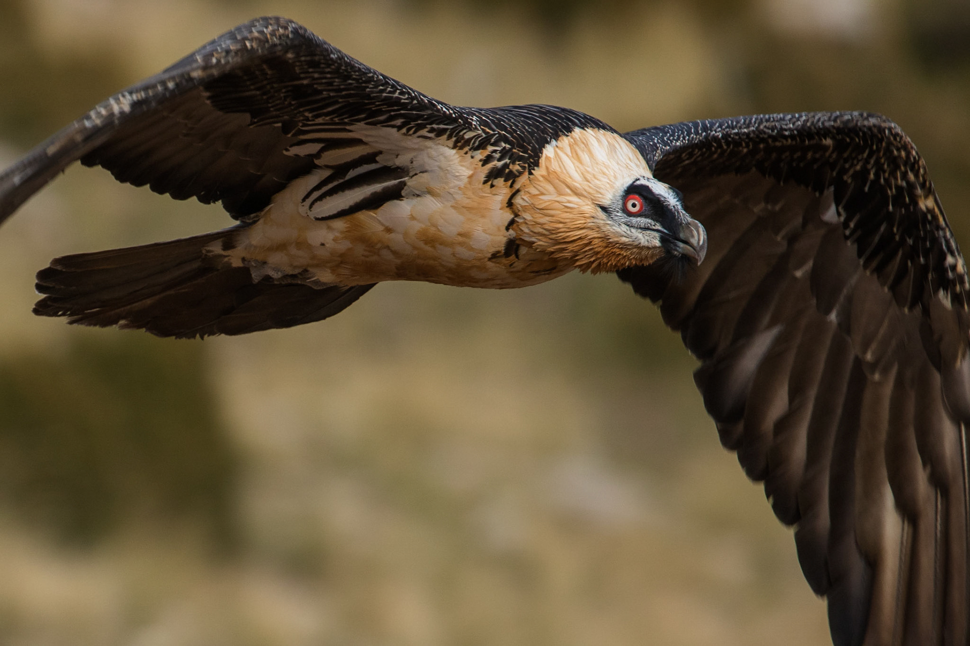 Lammgam / Bearded Vulture, Boumort Spanien 2017