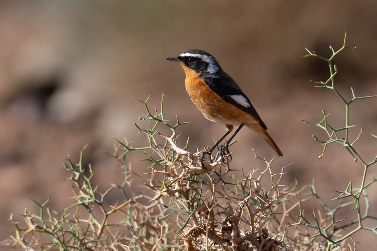 Moussier's Redstart / Diademrödstjärt, Ighrem N'Ougdal Morocco 2024
