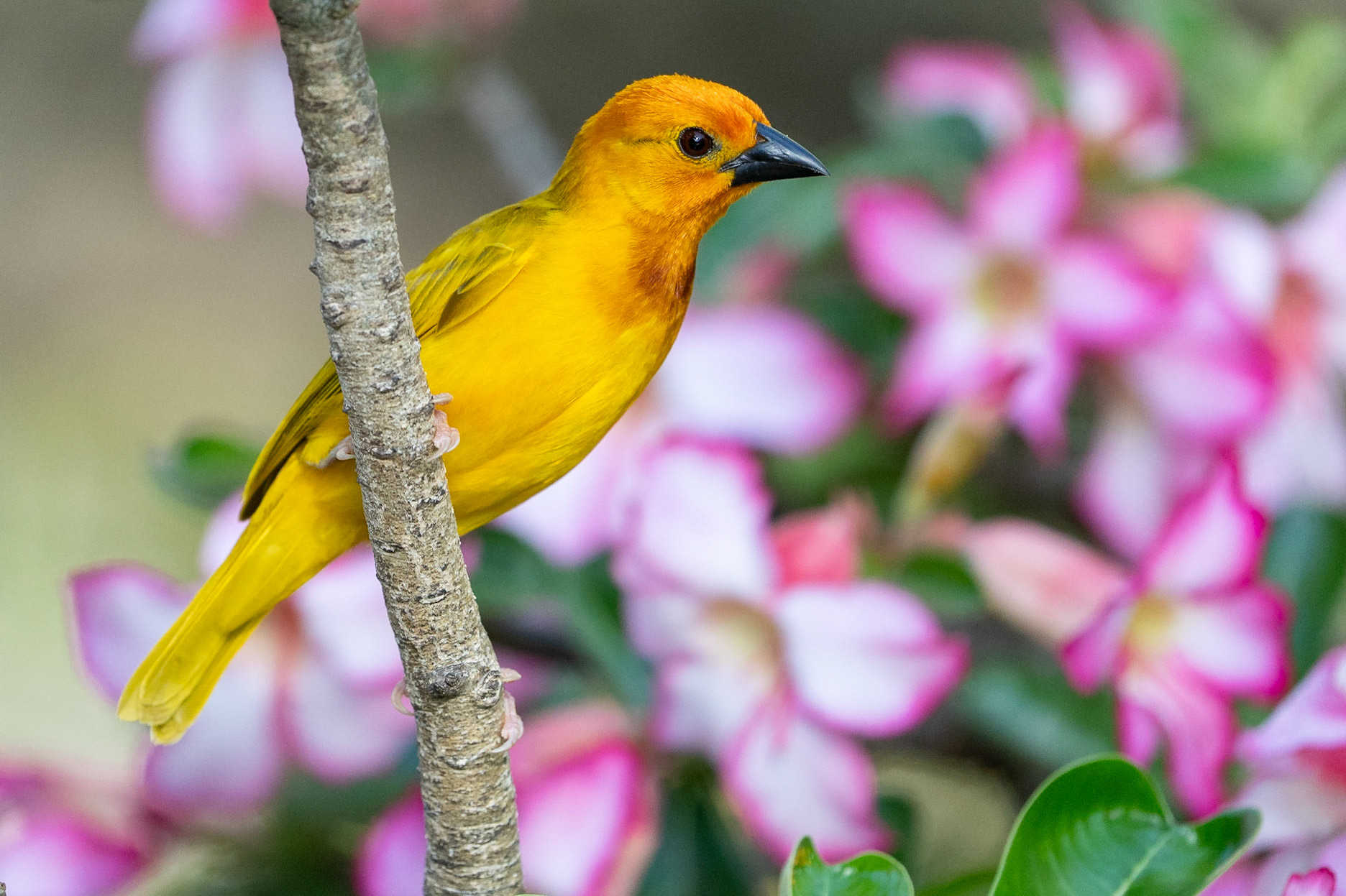 Palmvävare / Golden Palm Weaver, Watumo Kenya 2022