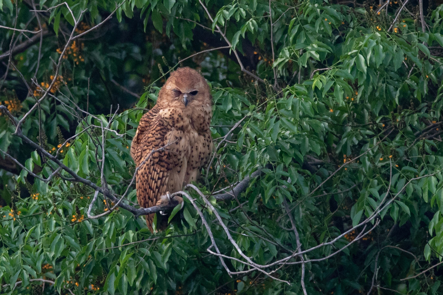 Afrikansk fiskuggla / Pel's Fishing Owl, Campement de Wassadou, Senegal 2019