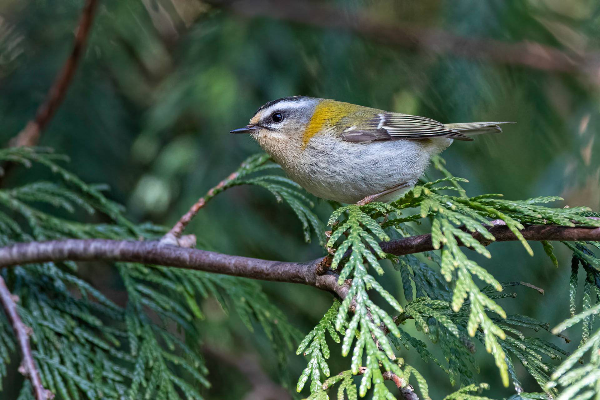 Brandkronad kungsfågel / Firecrest, Alnarpsparken 2020