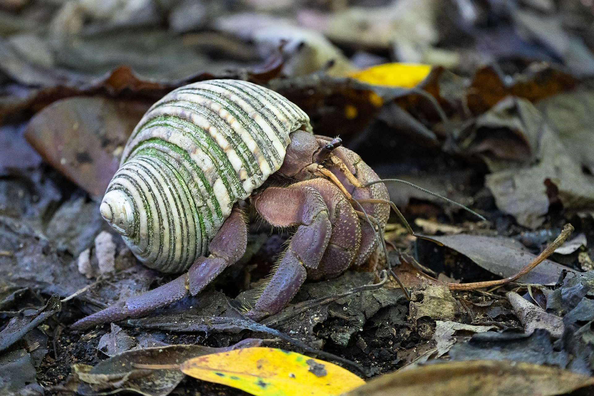 Tawny Hermit Crab, Cousin Seychelles 2023