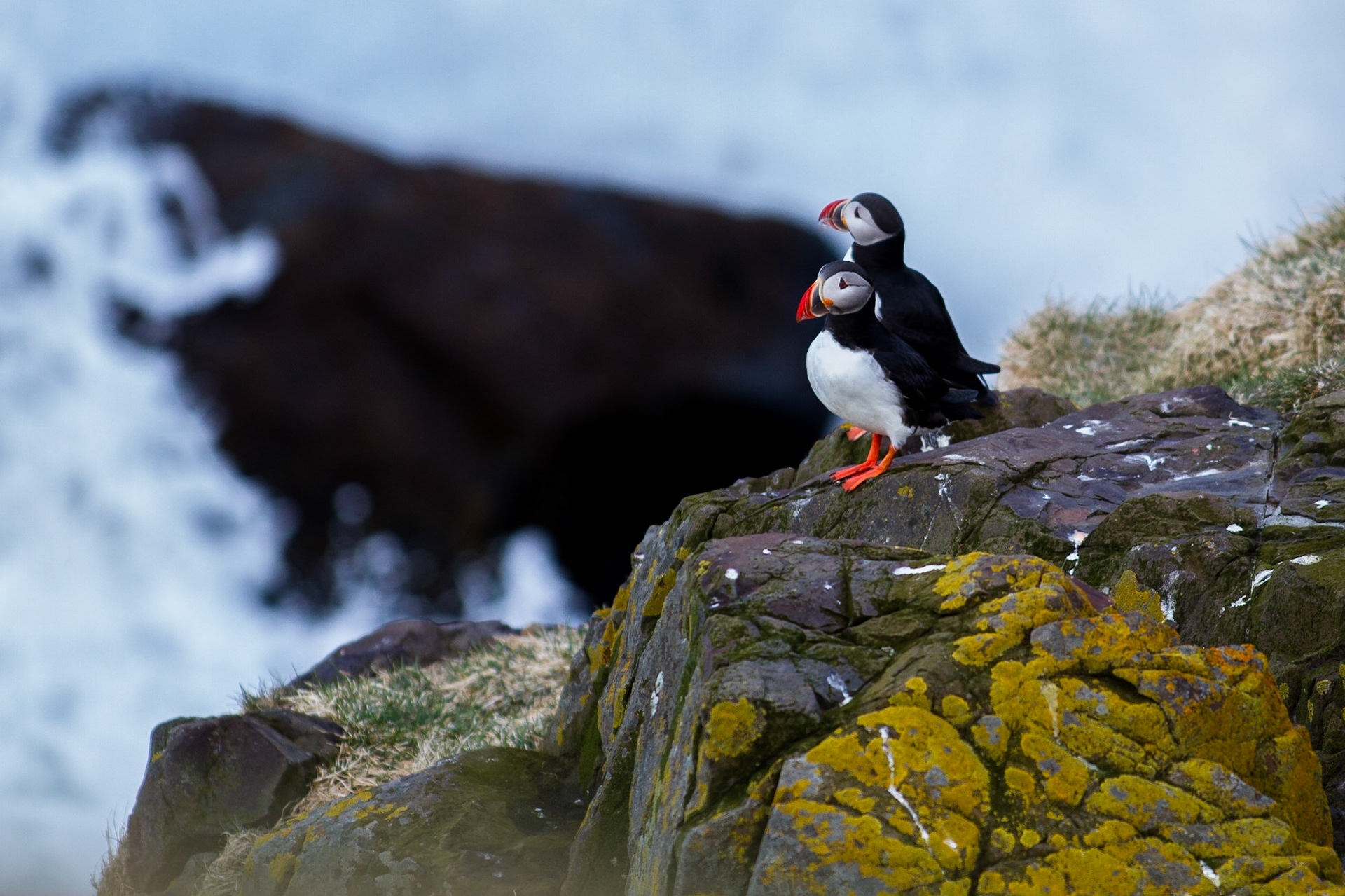 Lunnefågel / Atlantic Puffin, Borgarfjördur Iceland 2010