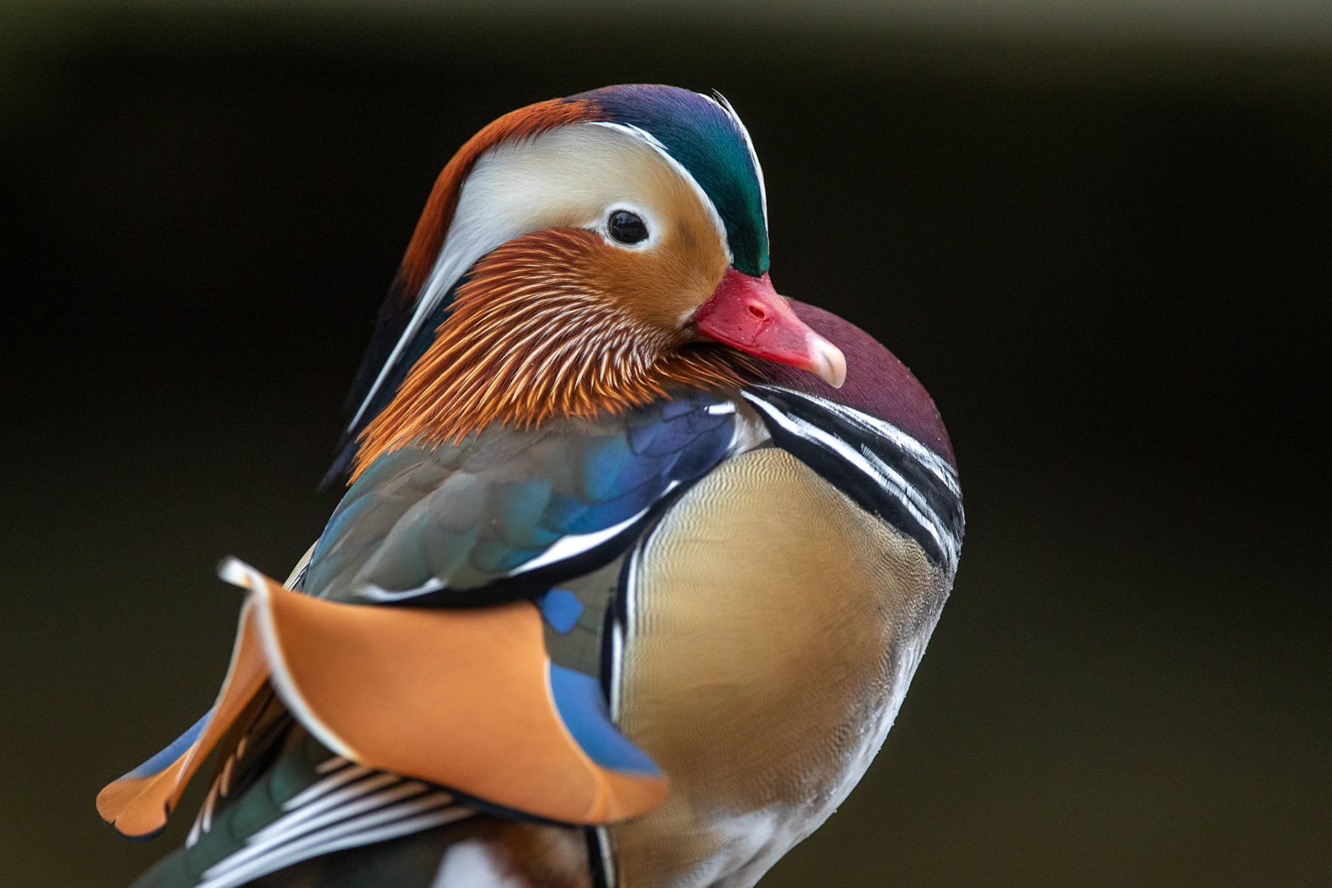 [Mandarinand / Mandarin Duck], Ängelholm 2019