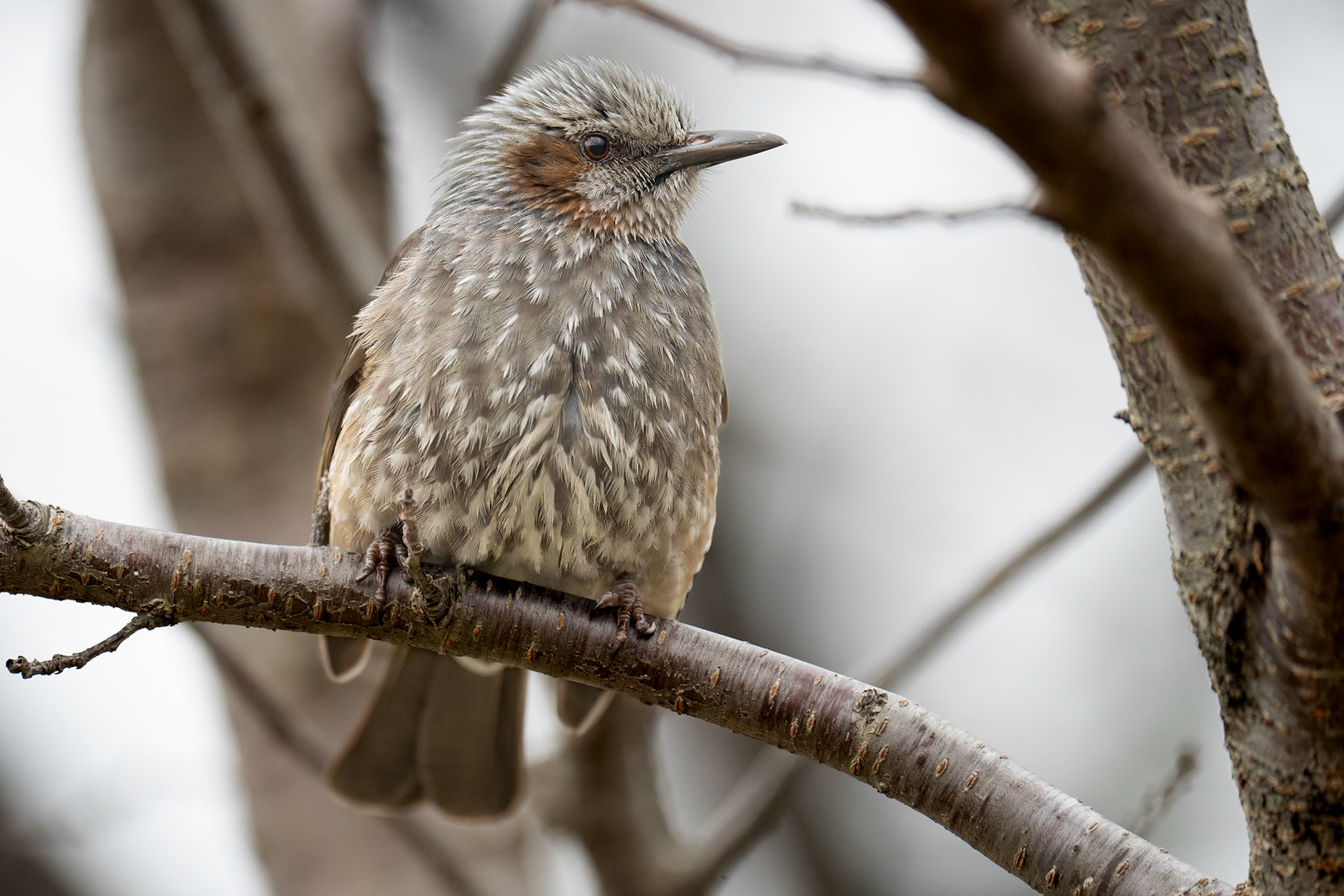 Japansk bulbyl / Brown-eared Bulbul, Shimoezu Park Kumamoto, Japan 2025