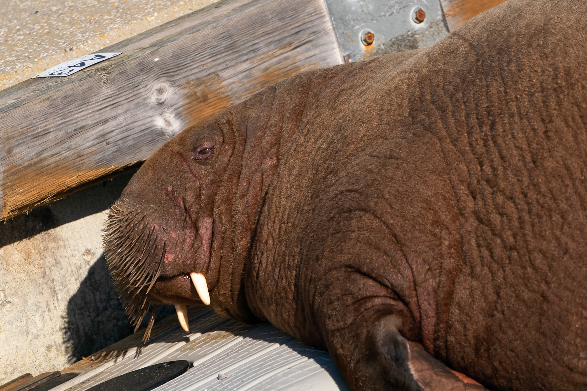 Valross / Walrus, Smögen 2022