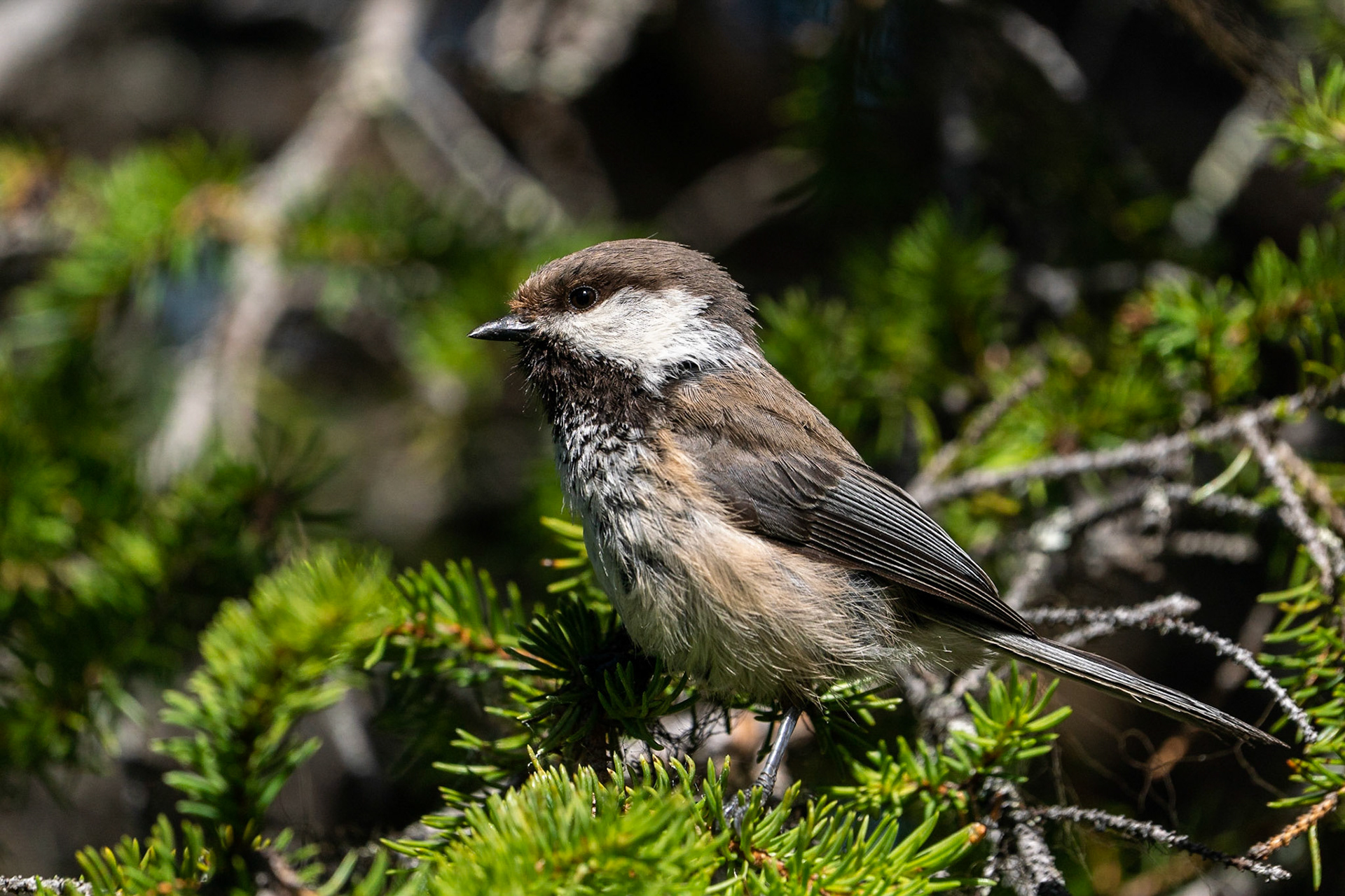 Lappmes / Siberian Tit, Aptasvare 2022