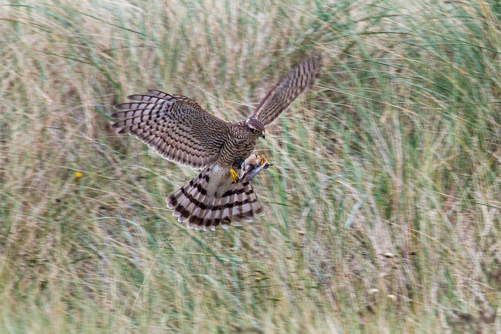 Sparvhök / Eurasian Sparrowhawk, Falsterbo 2011