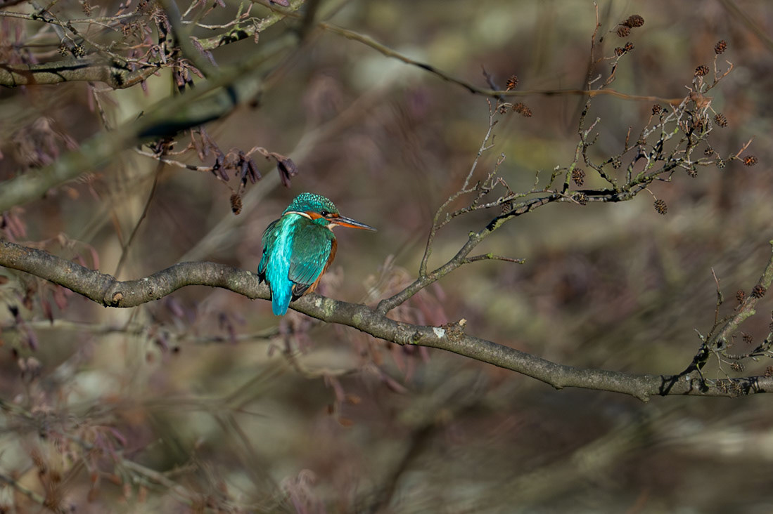 Kungsfiskare / Common Kingfisher, Jordbodalen Helsingborg 2025