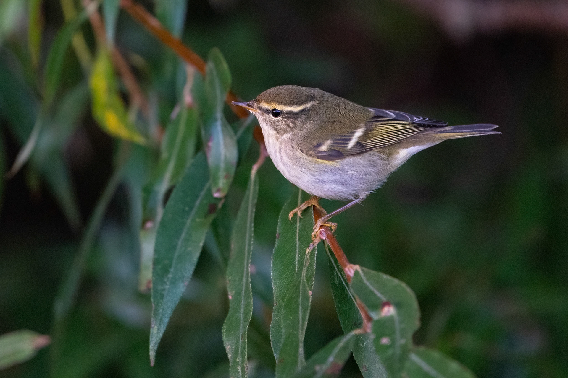 Tajgasångare / Yellow-browed Warbler, Falsterbo fyr 2021