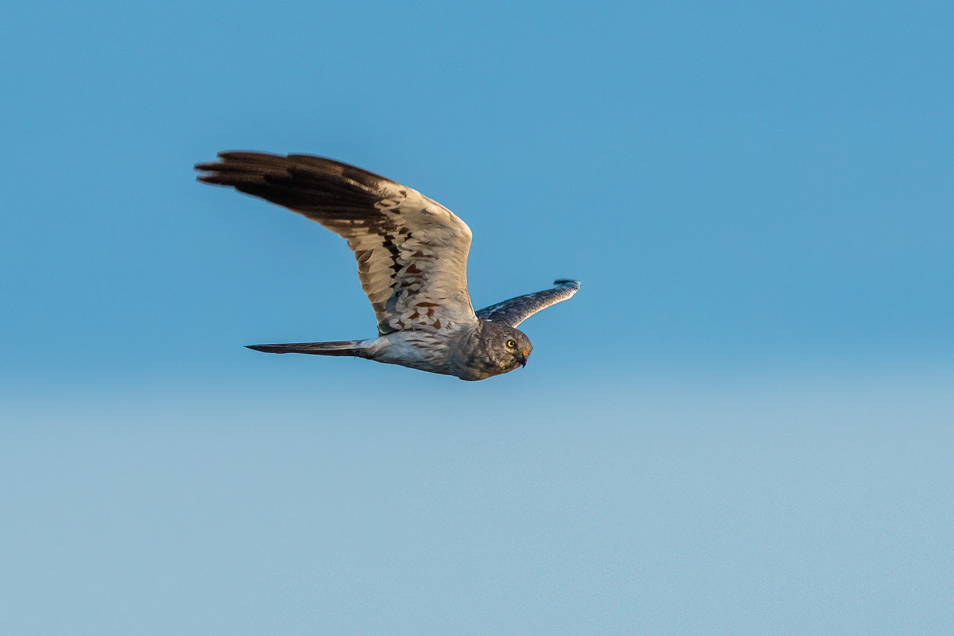 Ängshök / Montague's Harrier, Ottenby 2015