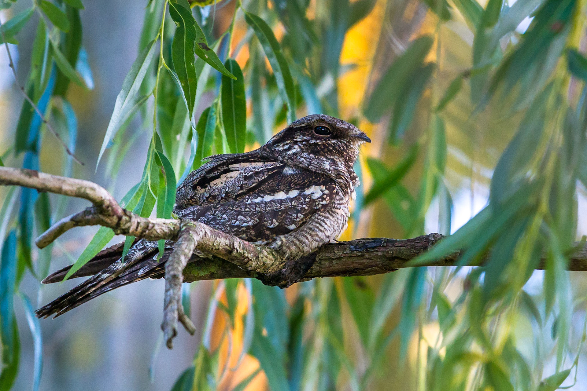 Nattskärra / European Nigthjar, Lomma 2014