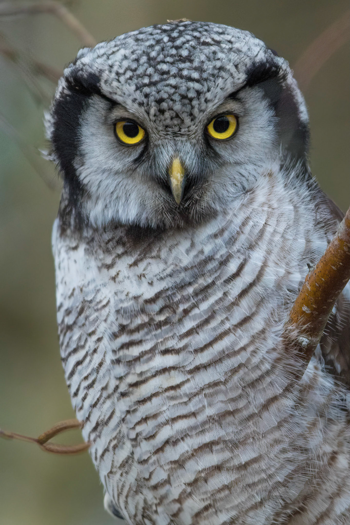 Hökuggla / Northern Hawk Owl, Ilstorp 2016