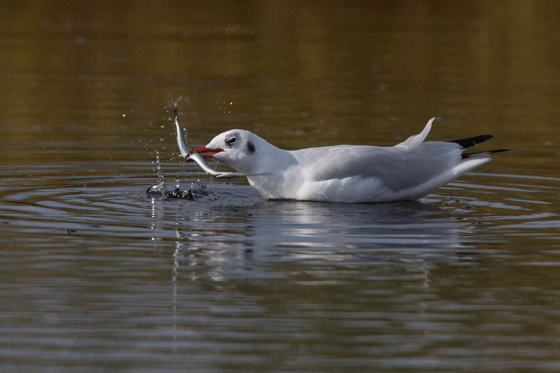 Skrattmås / Black-headed Gull, Falsterbo 2017