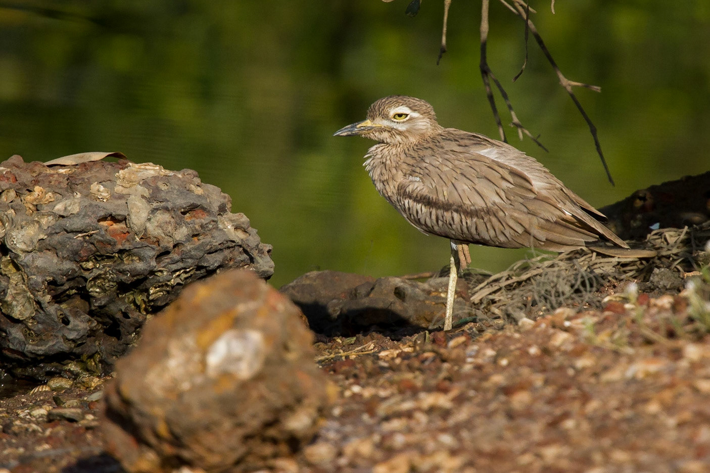 Senegaltjockfot / Senegal Thick-knee, Gambia 2013
