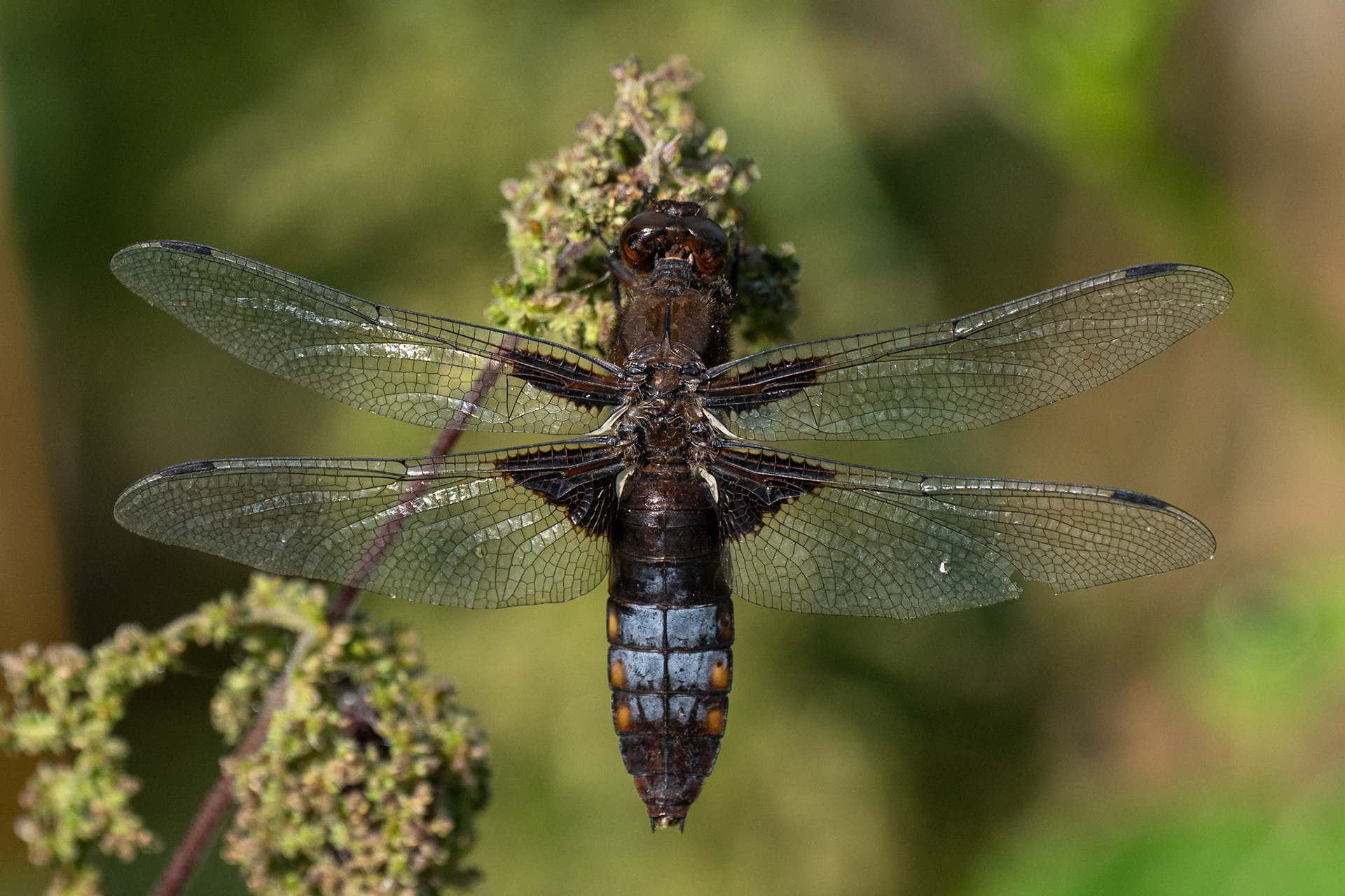 Bred trollslända / Broad-bodied Chaser, Vallkärra 2024