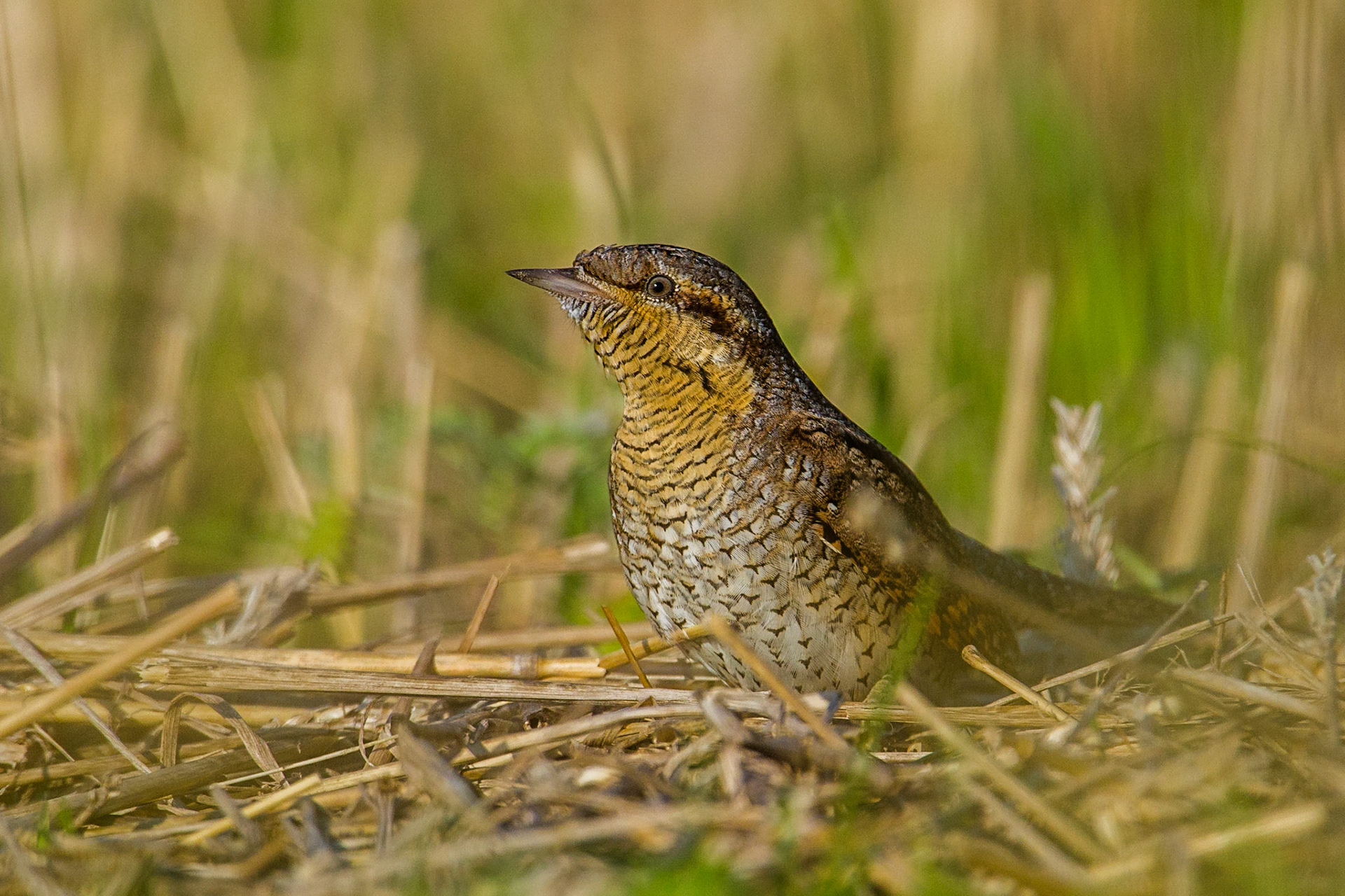 Göktyta / Eurasian Wryneck, Vikhög 2011