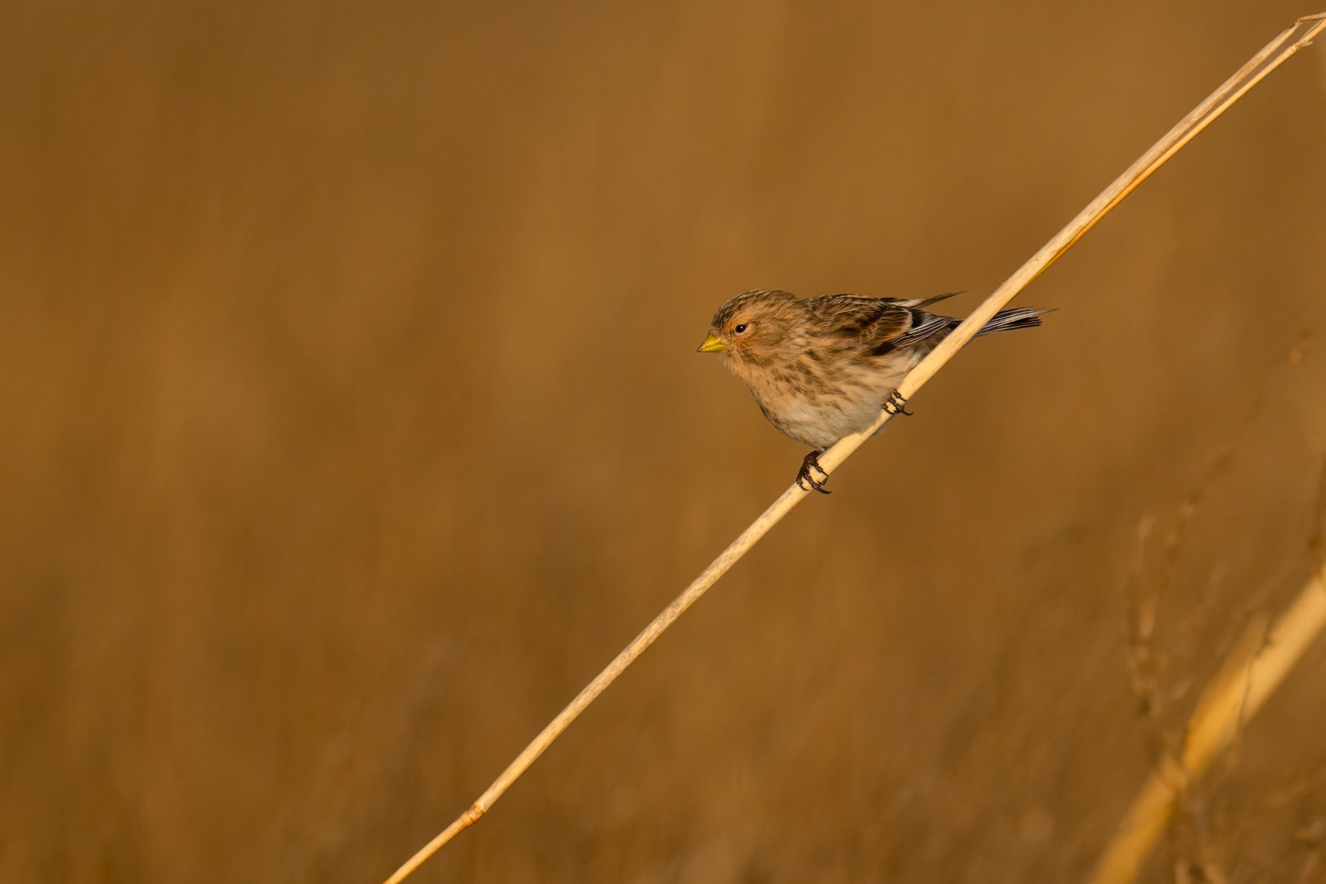 Vinterhämpling / Twite, Falsterbo 2024