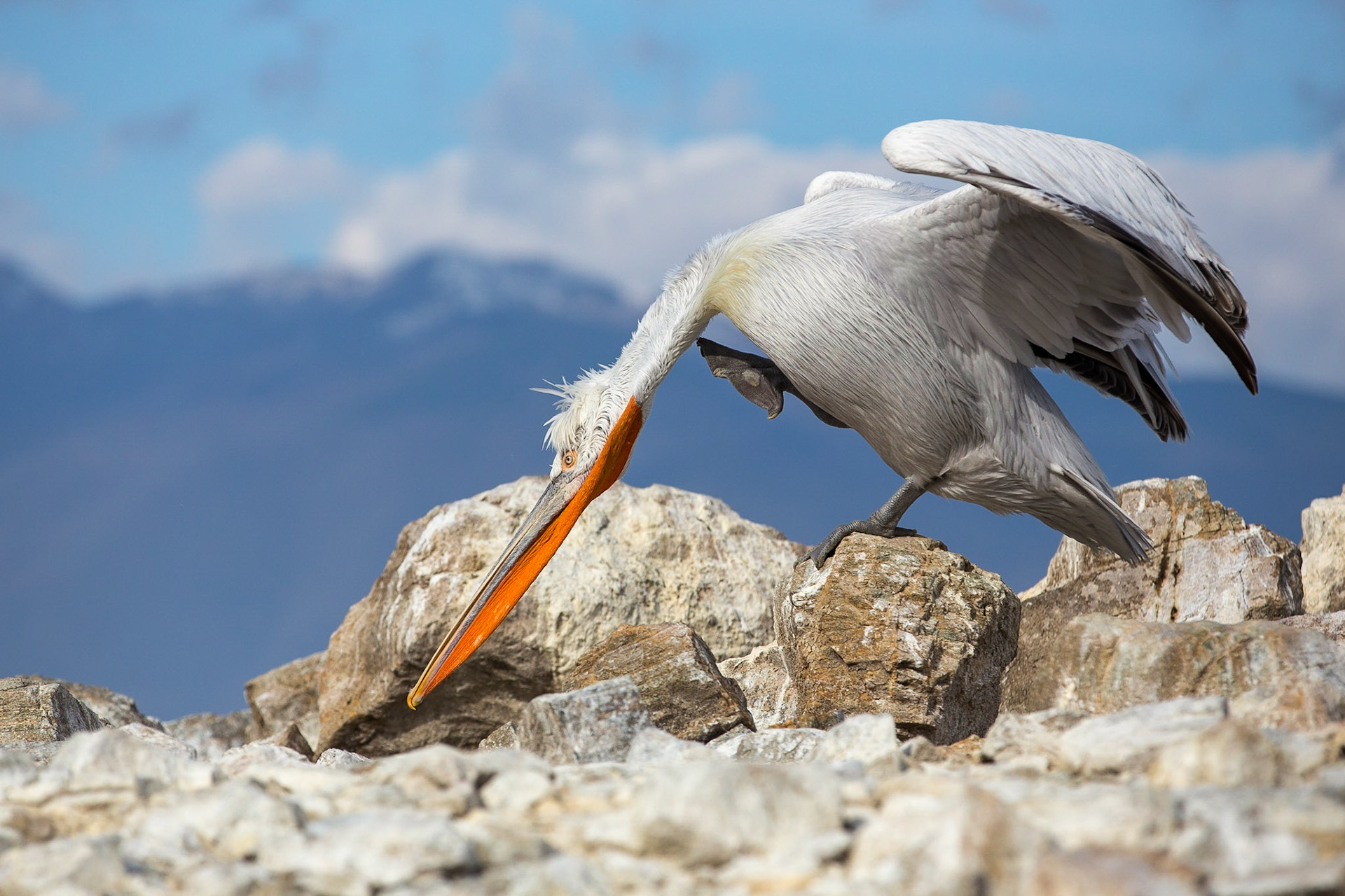 Krushuvad pelikan / Dalmatian Pelican, Kerkini lake Greece 2017