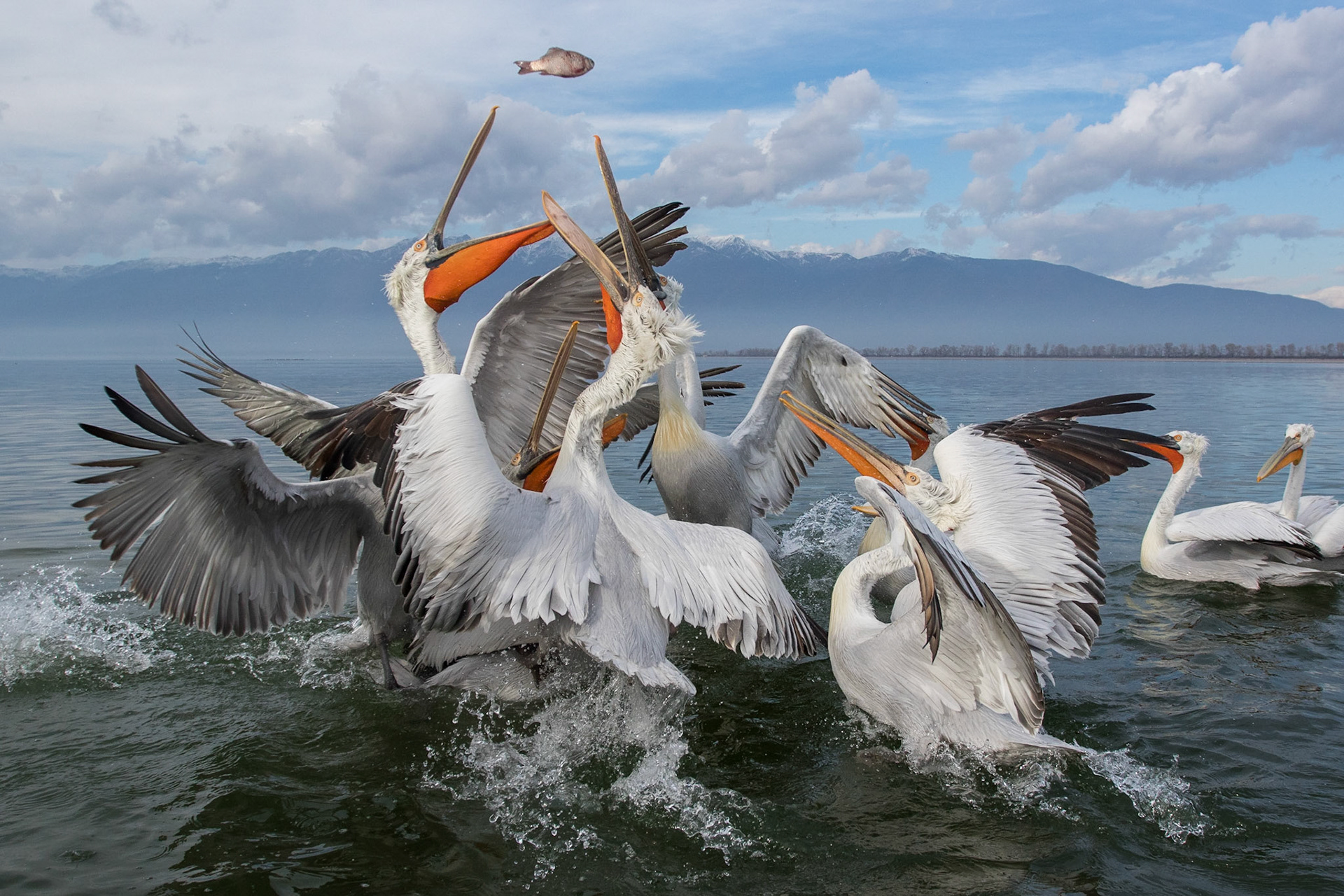 Krushuvad pelikan / Dalmatian Pelican, Kerkini lake Greece 2017