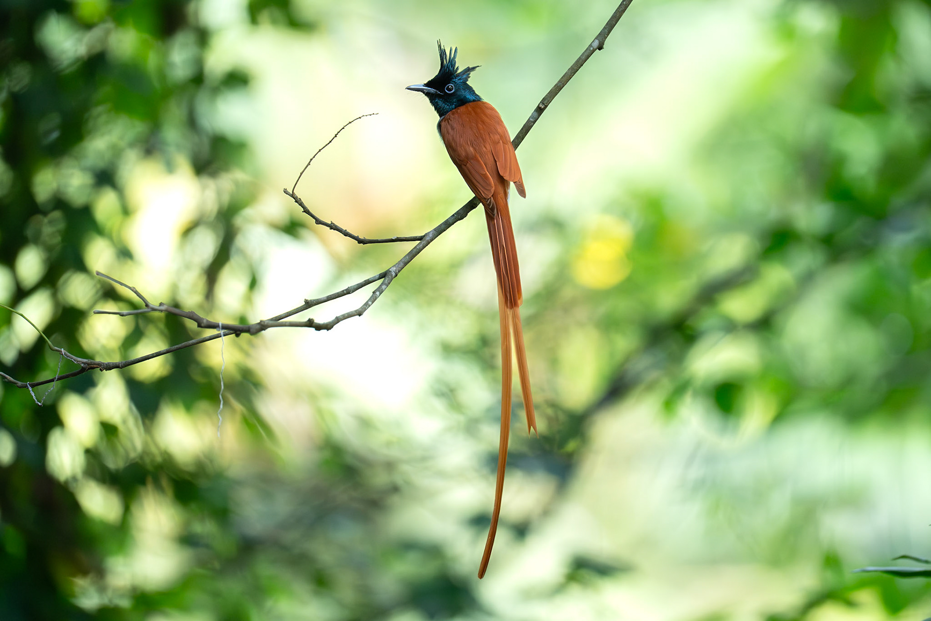 Indian Paradise Flycatcher / Indisk paradismonark, Hiriwaduna, Sri Lanka 2025