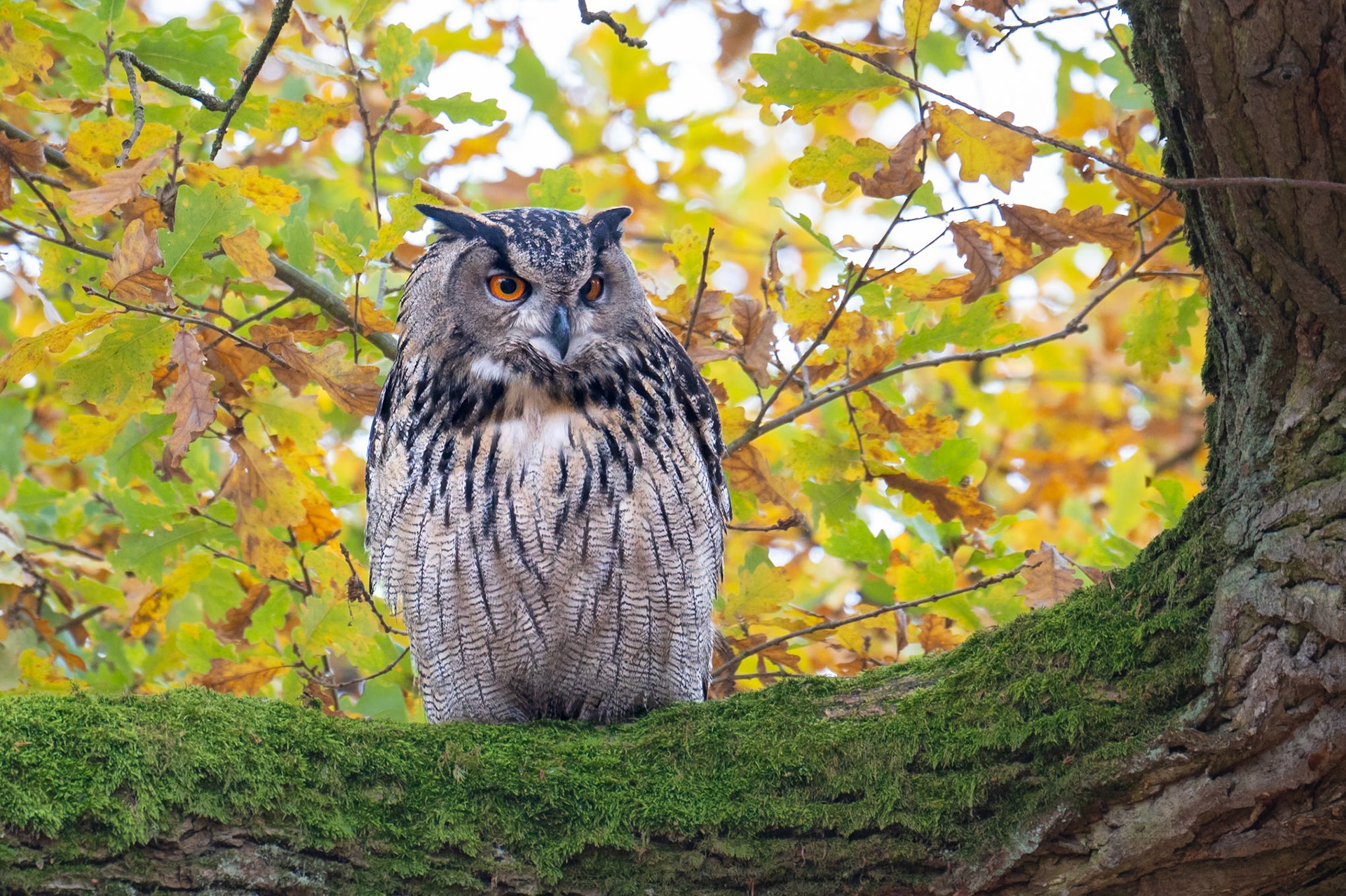 Berguv / Eurasian Eagle Owl, Alnarp 2024
