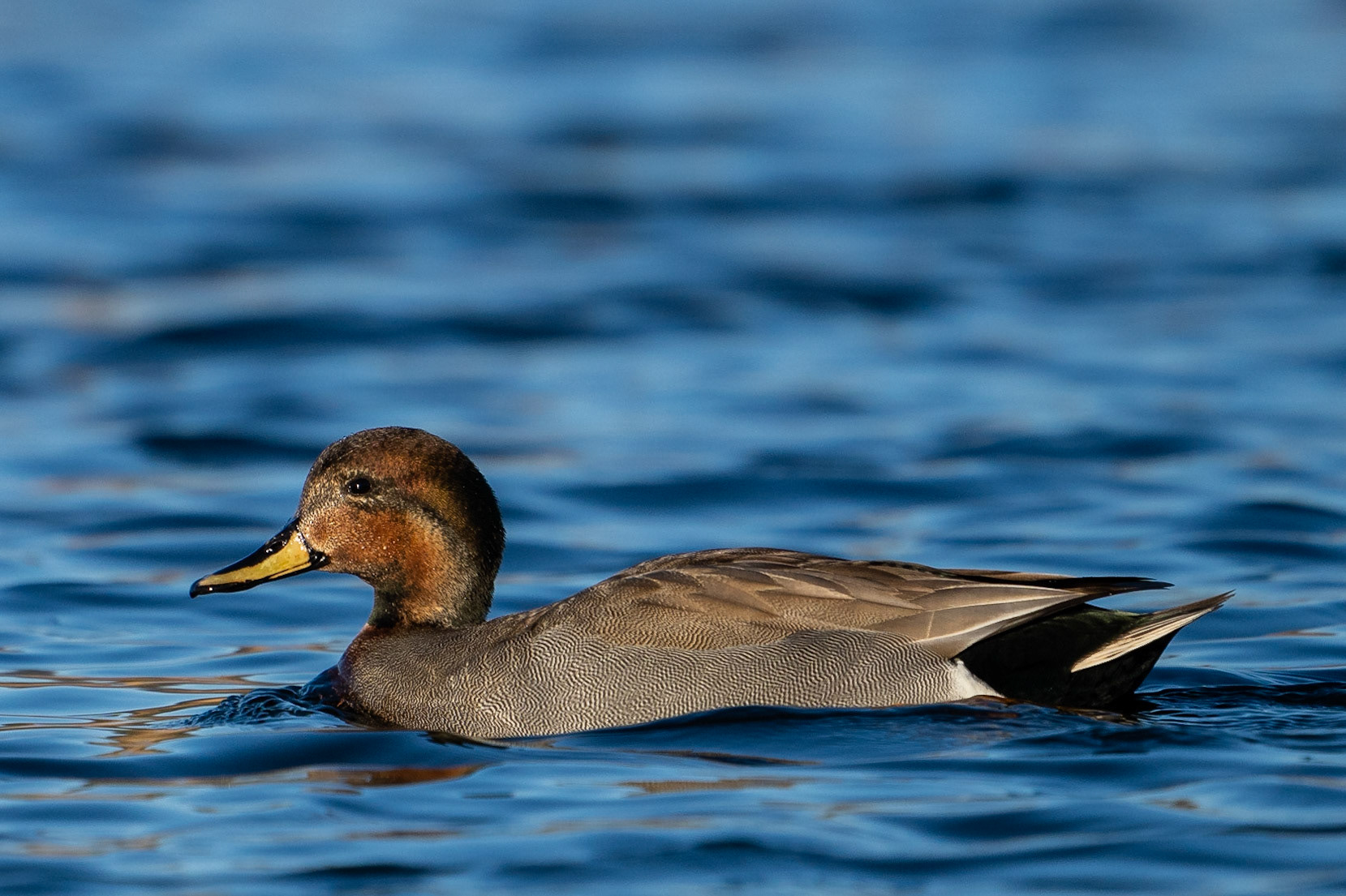 Snatterand x Gräsand / Gadwall x Mallard, Lunds reningsverksdammar 2023