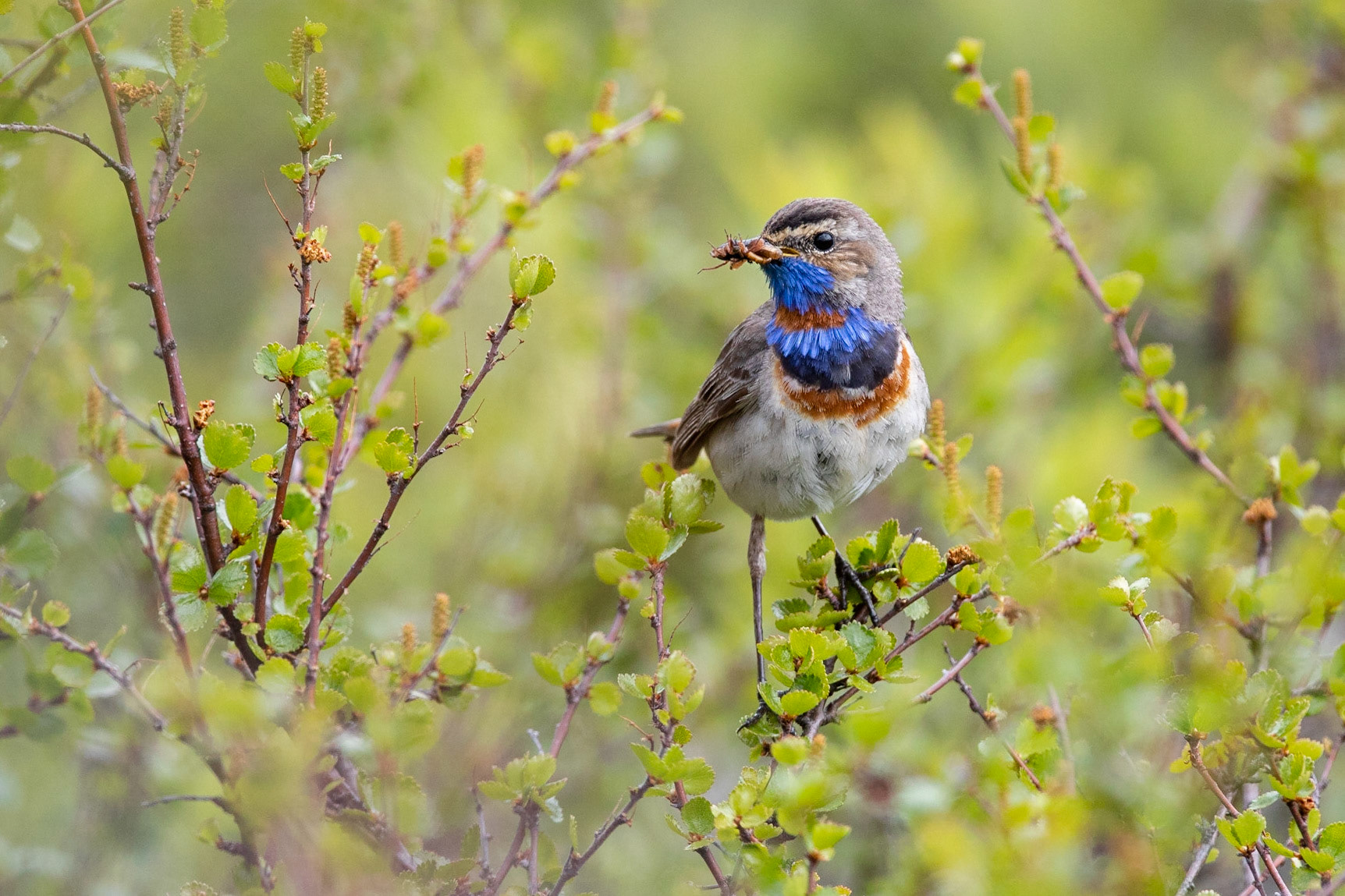 Blåhake / Bluethroat, Abisko nationalpark 2018.