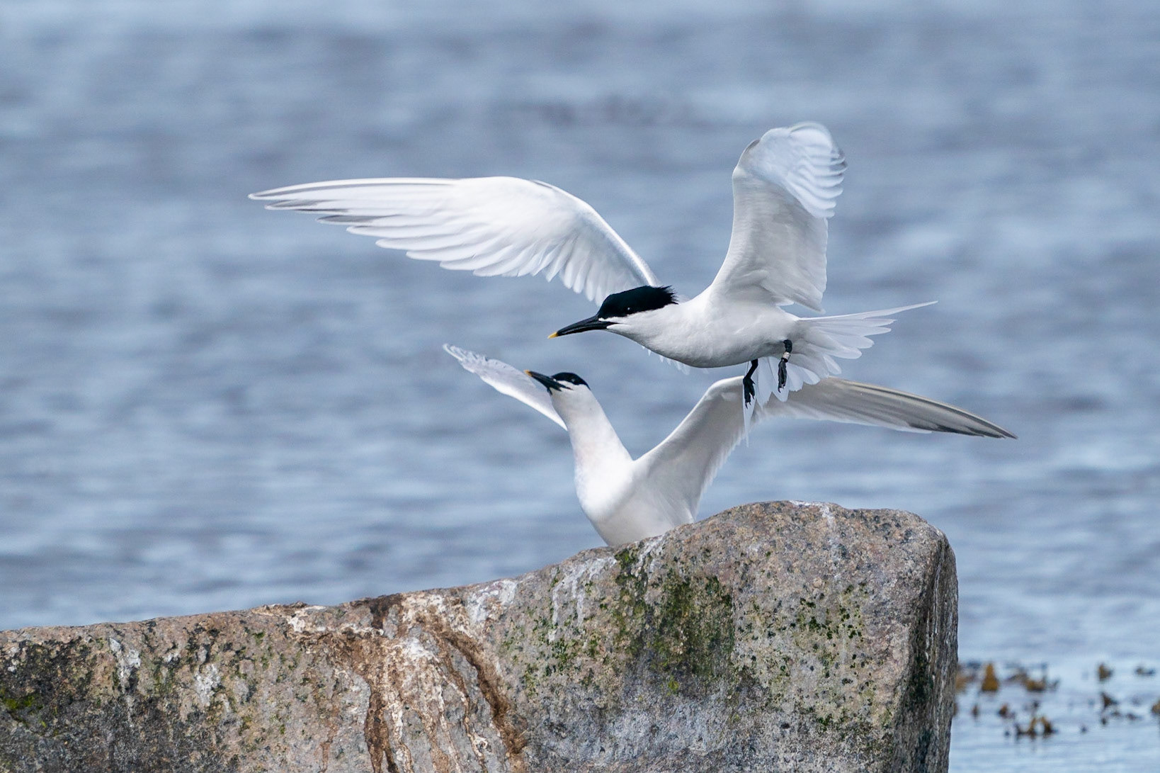 Kentsk tärna / Sandwich Tern, Revet Simrishamn 2022