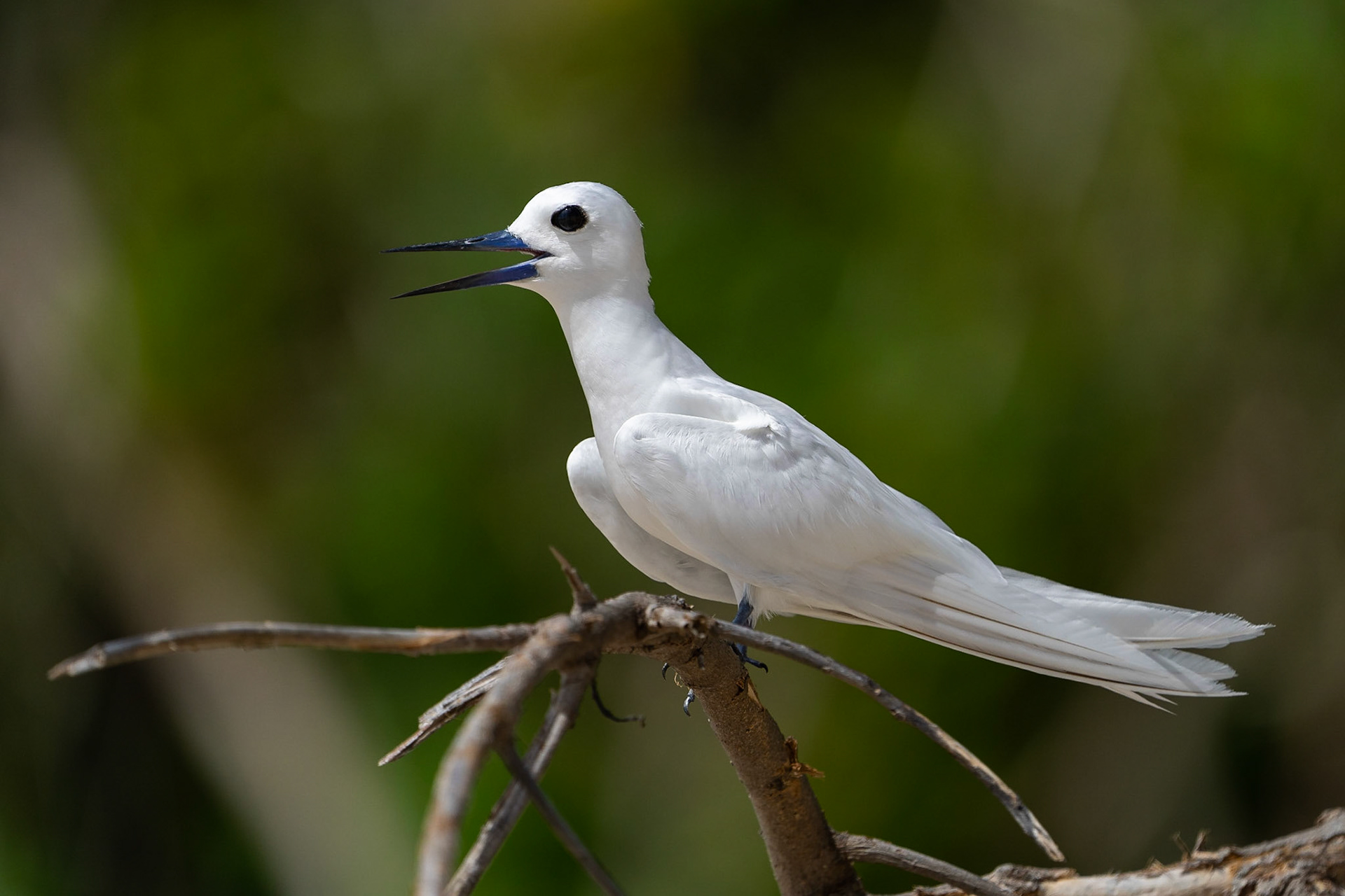 Fetärna / White Tern, Cousin Seychelles 2023