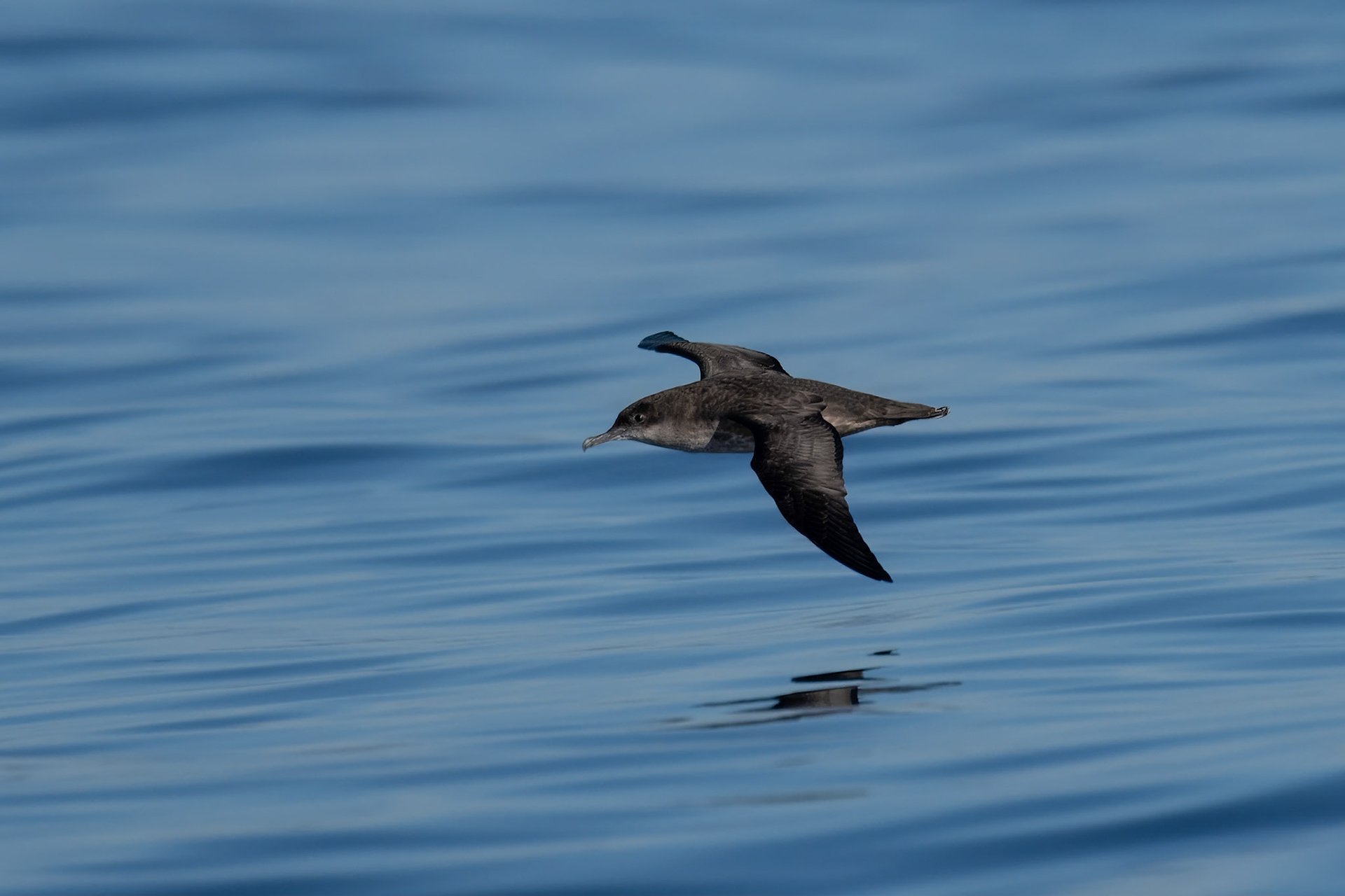Balearisk lira / Balearic Shearwater, Fuseta Portugal 2023