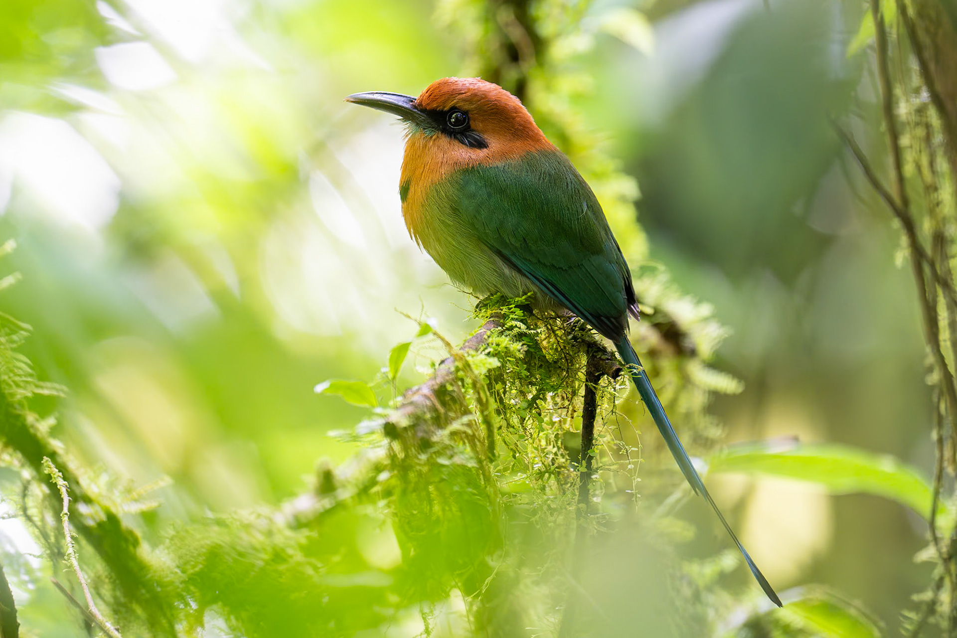 Broad-billed Motmot / Brednäbbad motmot, Heliconias Lodge, Costa Rica 2024