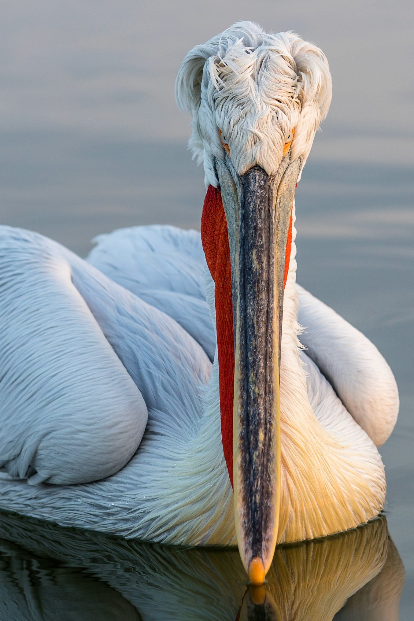 Krushuvad pelikan / Dalmatian Pelican, Kerkini lake Greece 2017