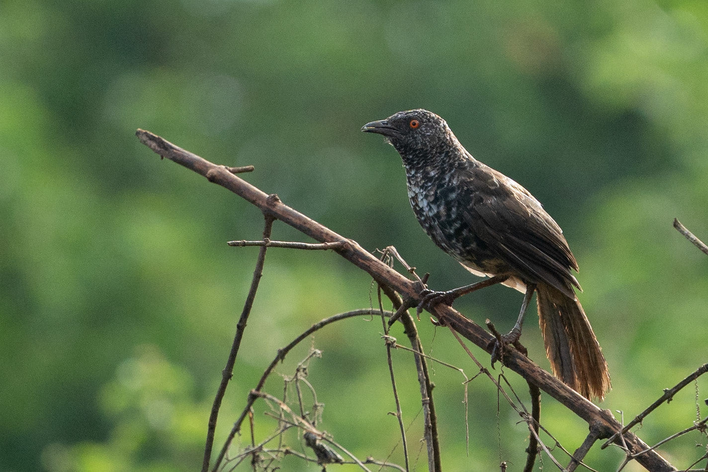Kenyaskriktrast / Hinde's Babbler, Nyeri Kenya 2022