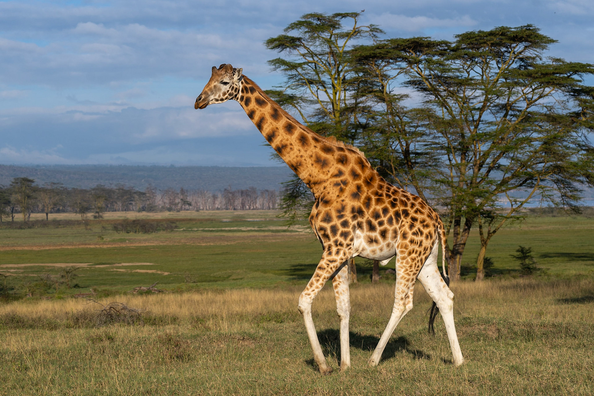 Giraffe / Giraff (Rotschild), Lake Nakuru Kenya 2022