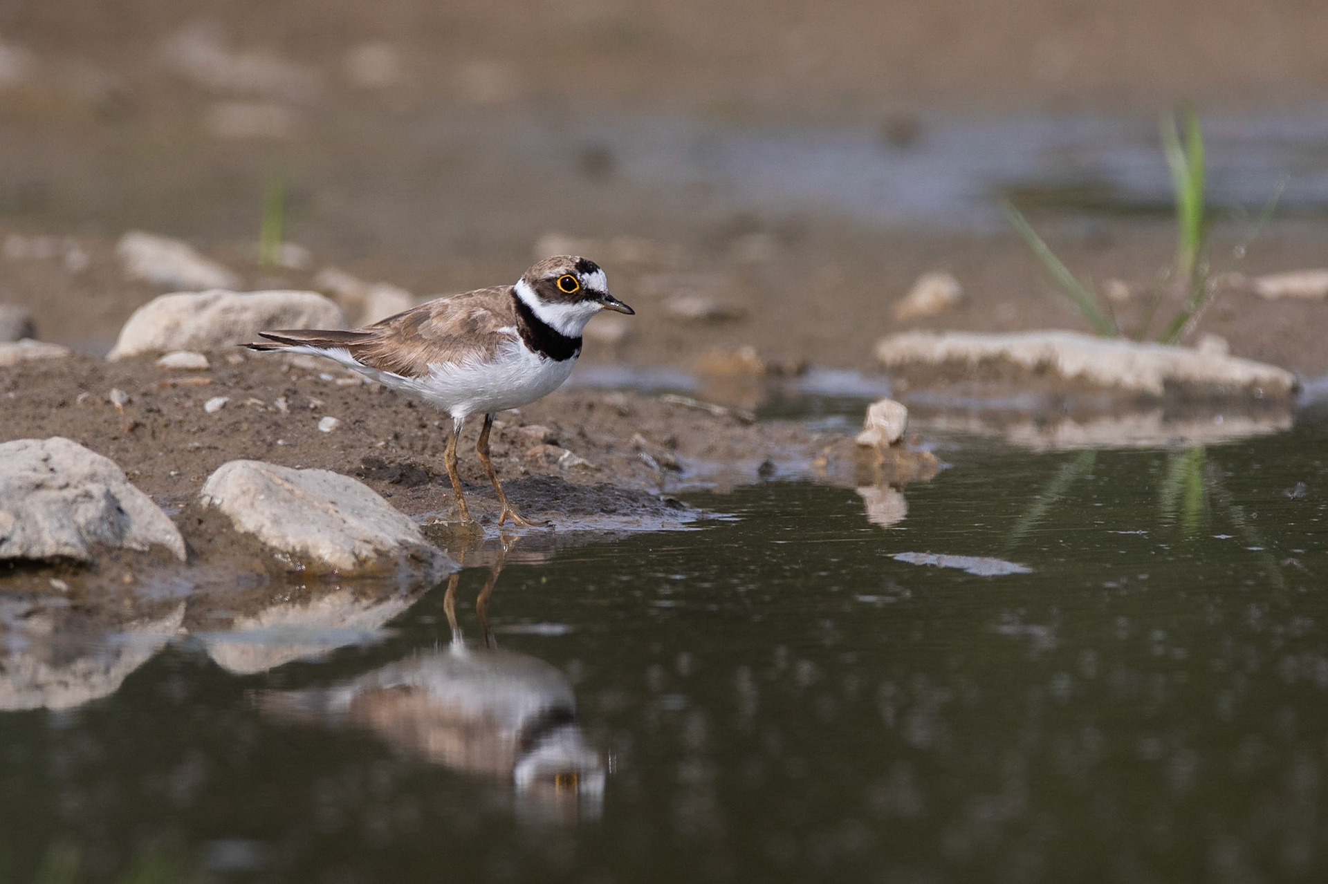 Mindre strandpipare / Little Ringed Plover, Kriminaldammen Stångby 2019