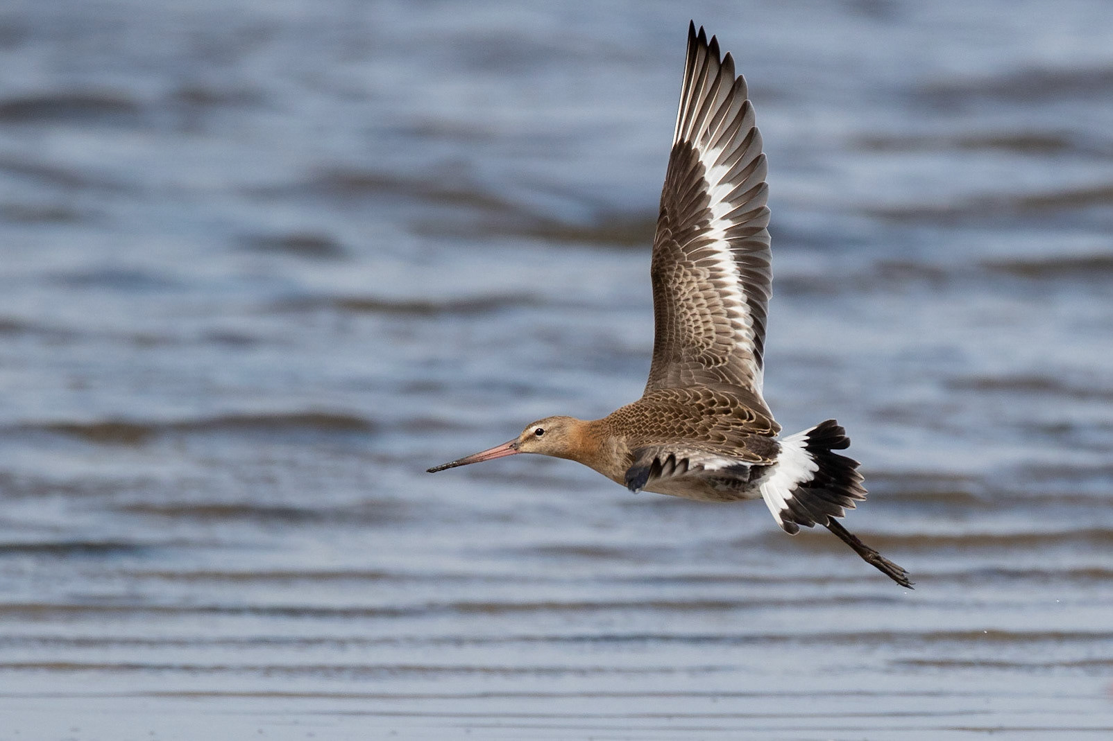 Rödspov / Black-tailed Godwit, Lomma 2019