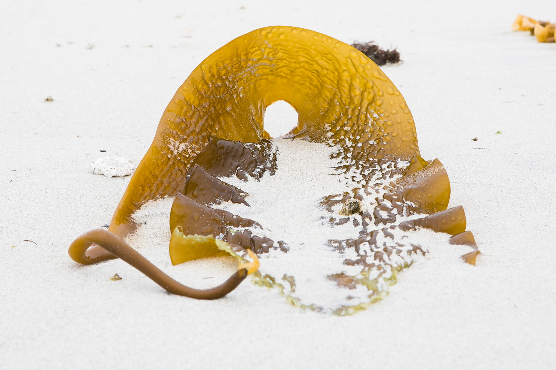 Sjöväxt på stranden / Seagrass on the beach , Bleik Norway 2008