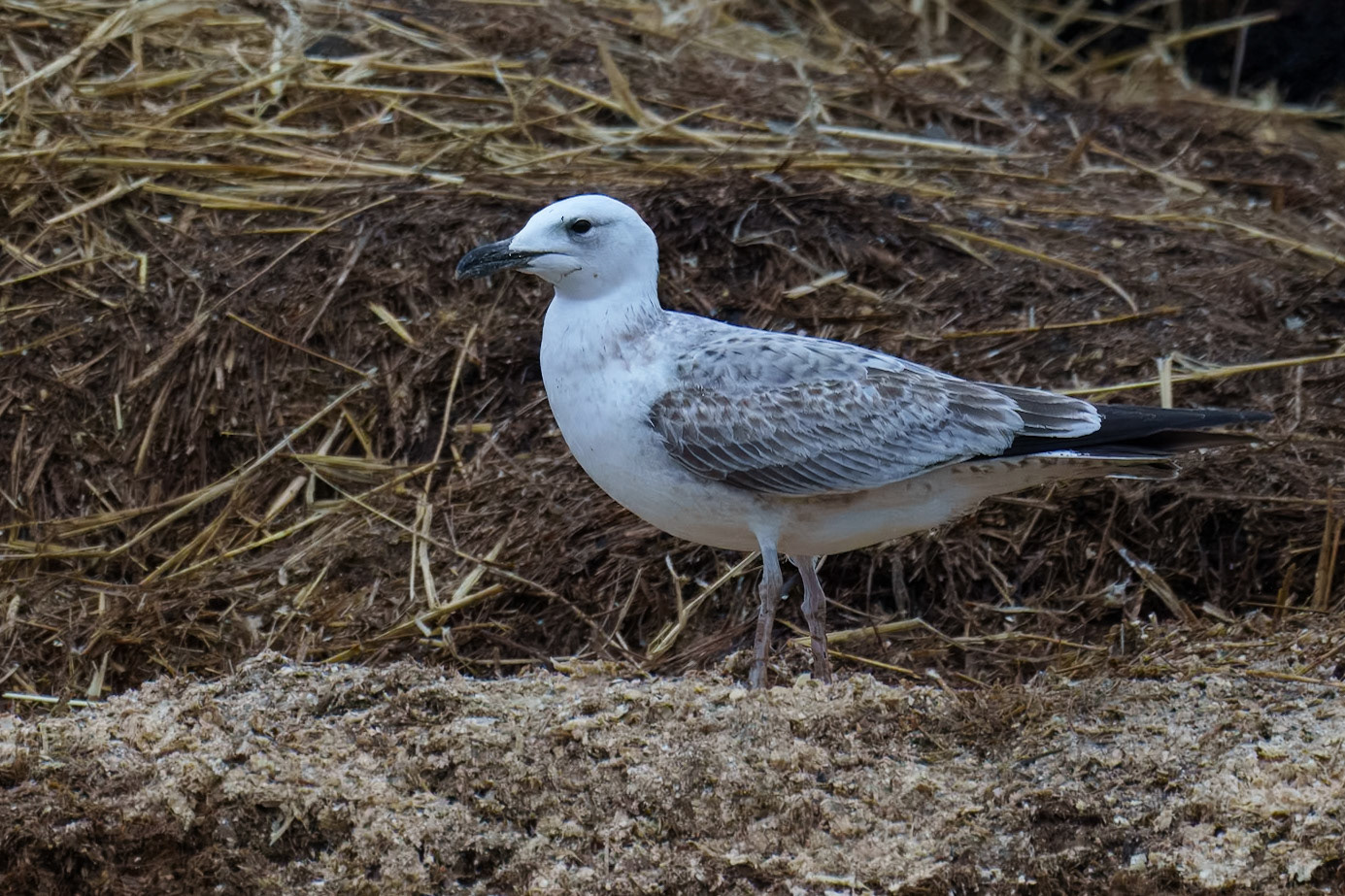 Kaspisk trut / Caspian Gull, Flyinge 2024