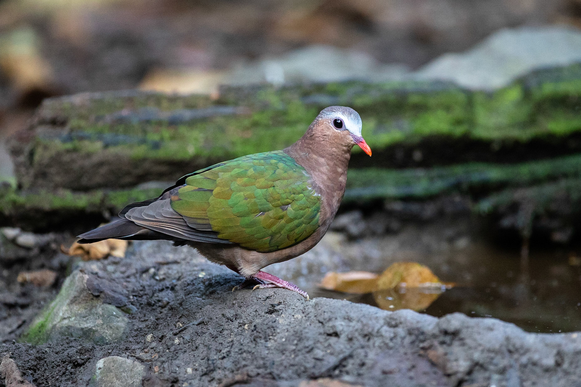 Asiatisk smaragdduva / Common Emerald Dove, Kaeng Krachan, Thailand 2018