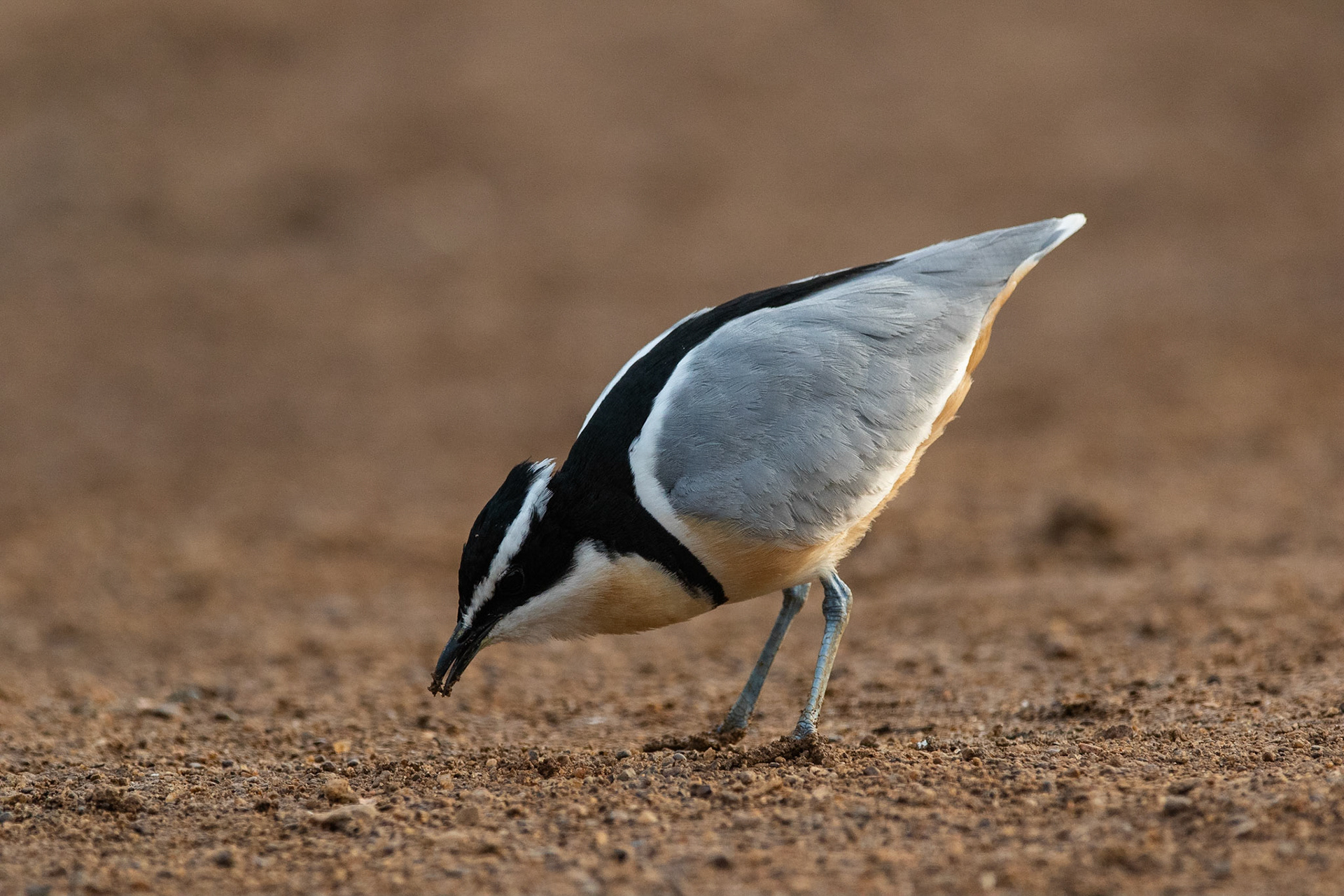 Krokodilväktare / Egyptian Plover, Campement de Wassadou, Senegal 2019