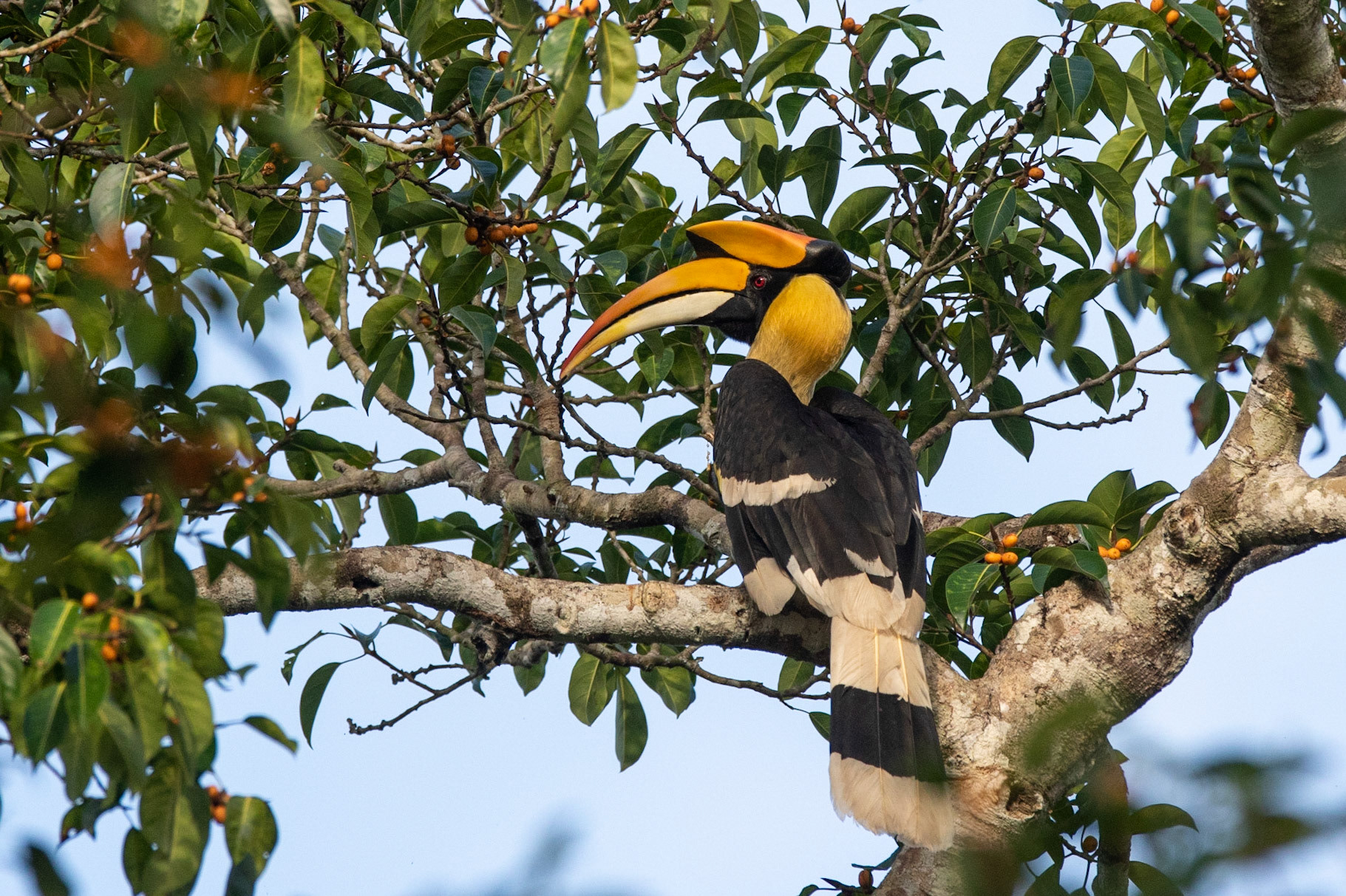 Större näshornsfågel / Great Hornbill , Kaeng Krachan, Thailand 2018