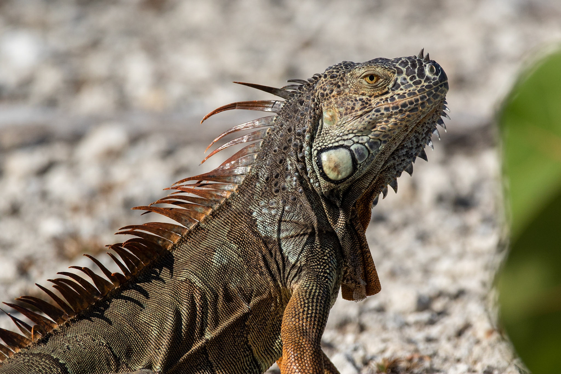 Grön leguan / Green Iguana, Key West, Florida USA 2019
