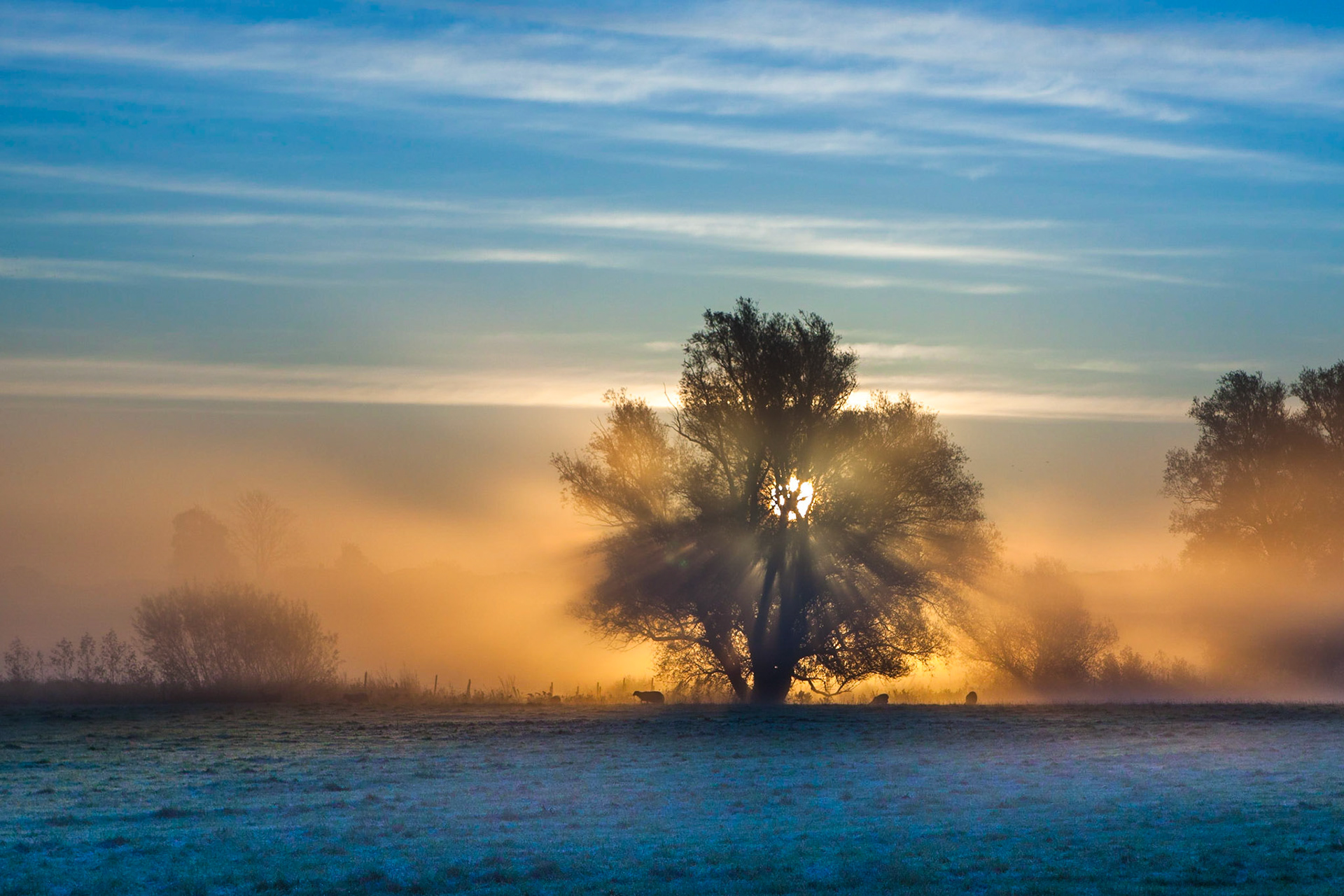 Morgonljus genom träd / Morning ligh through tree, Skabersjö 2011