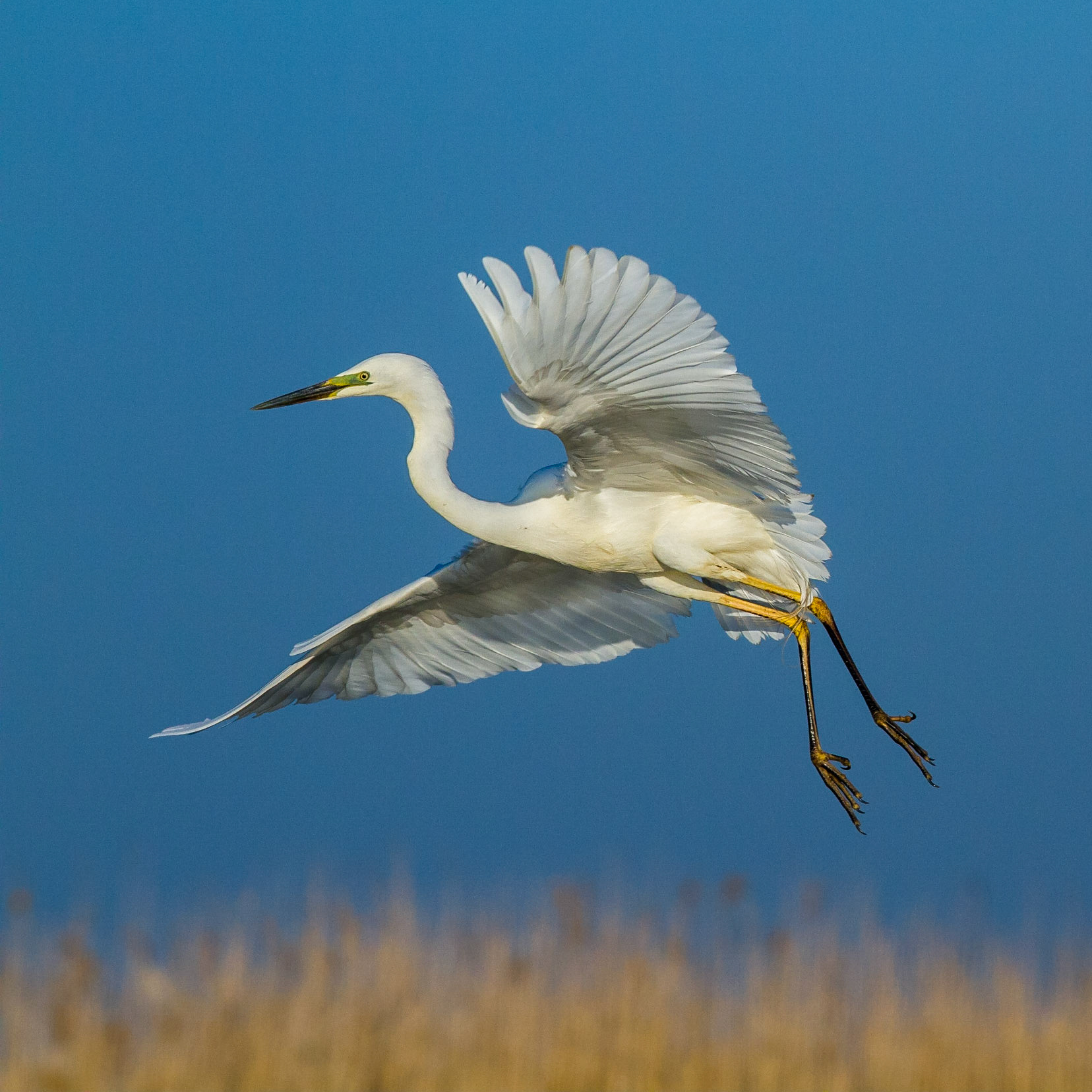Ägretthäger / Great Egret, Hungary 2013