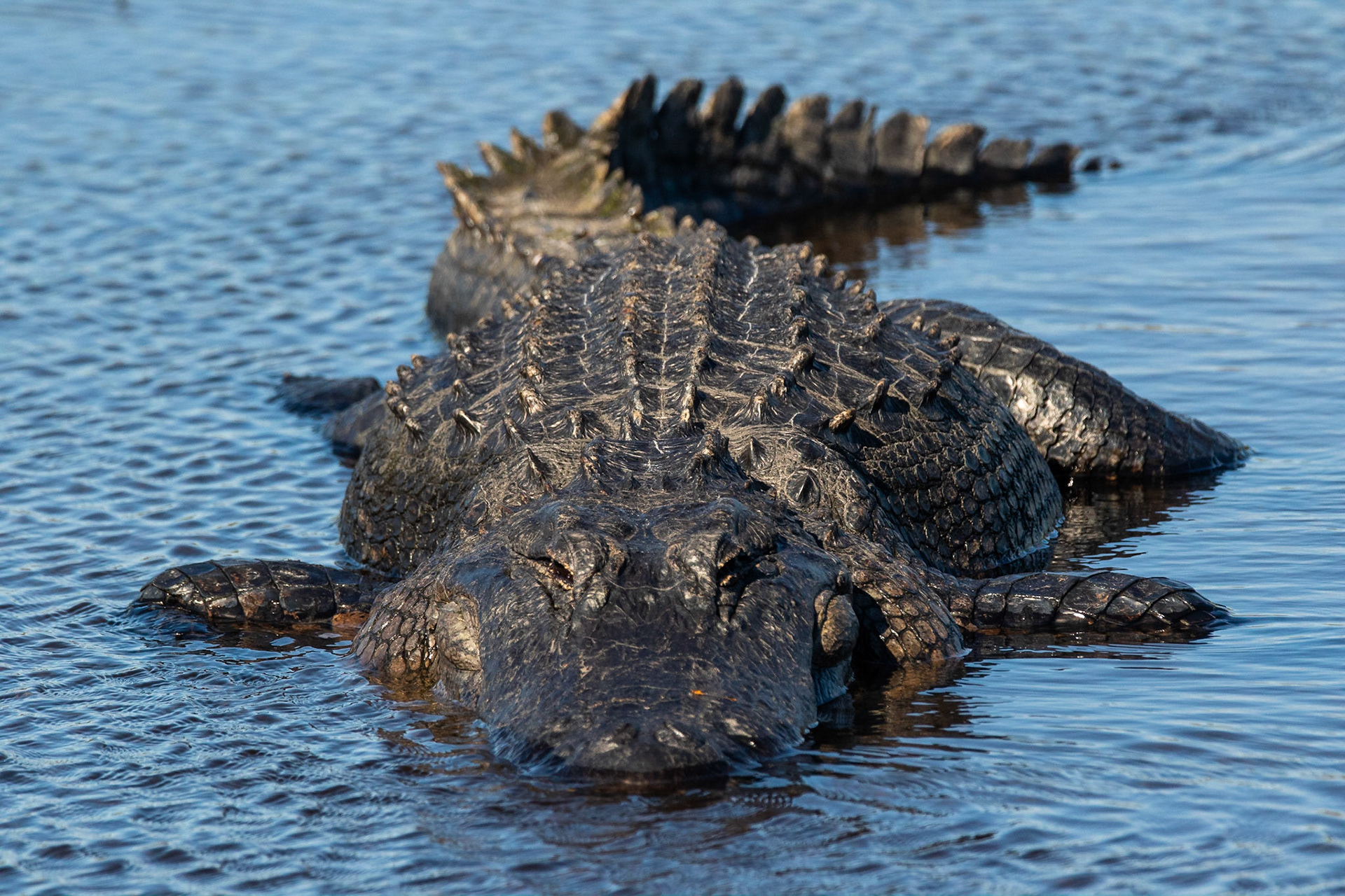 Mississippialligator / American Alligator , Myakka River, Florida USA 2019