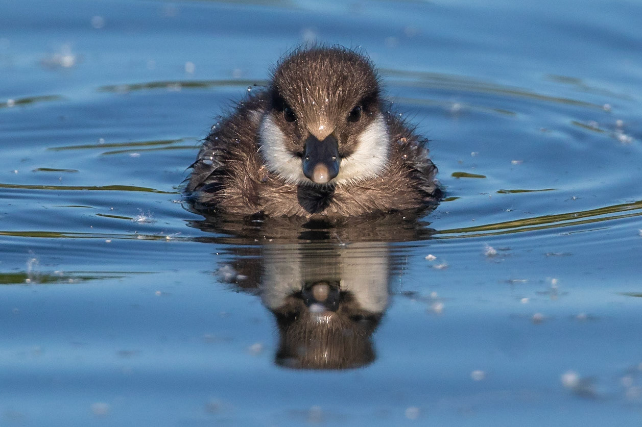 Knipa / Common Goldeneye, Lunds reningsverk 2021